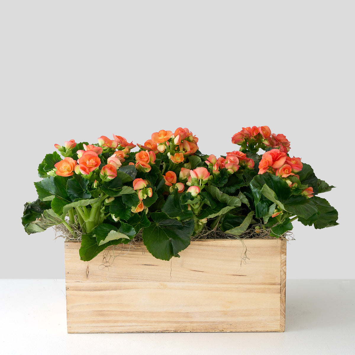 Orange Begonia in Wooden Box