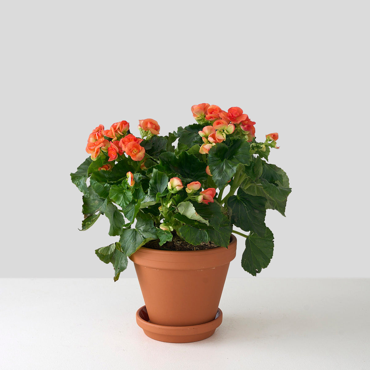 Petite Orange Begonia