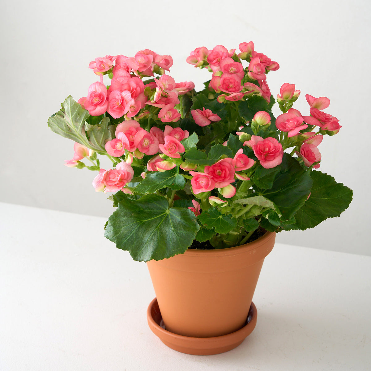 Petite Pink Begonia