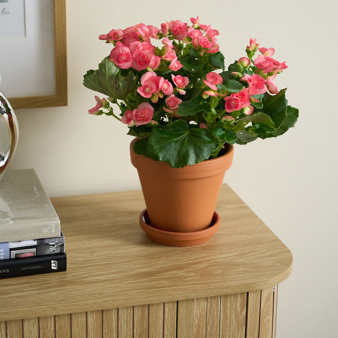 Petite Pink Begonia
