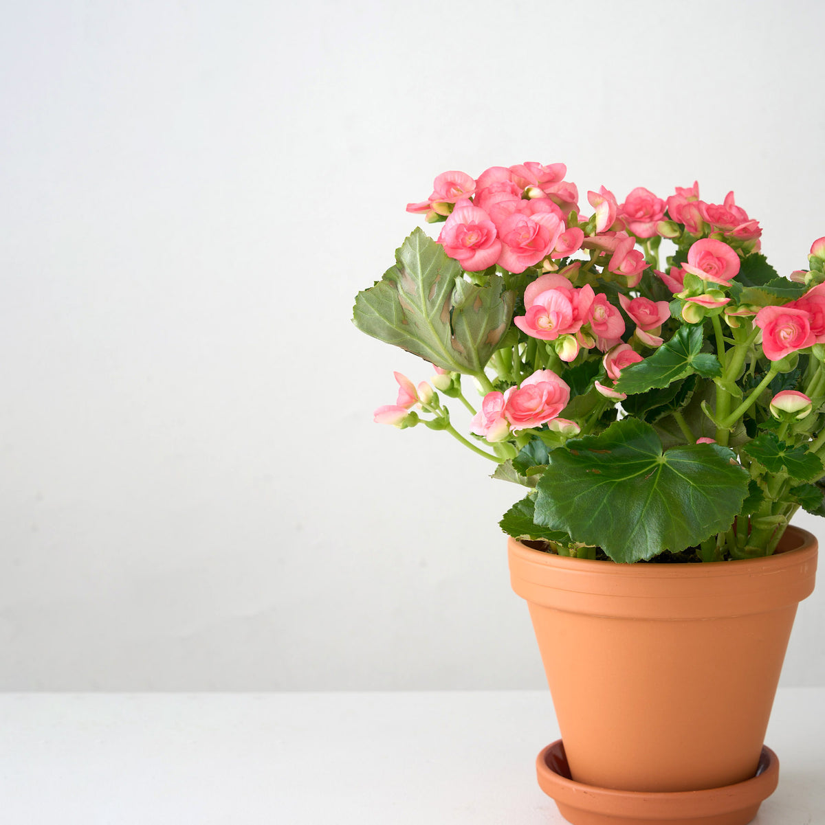 Petite Pink Begonia