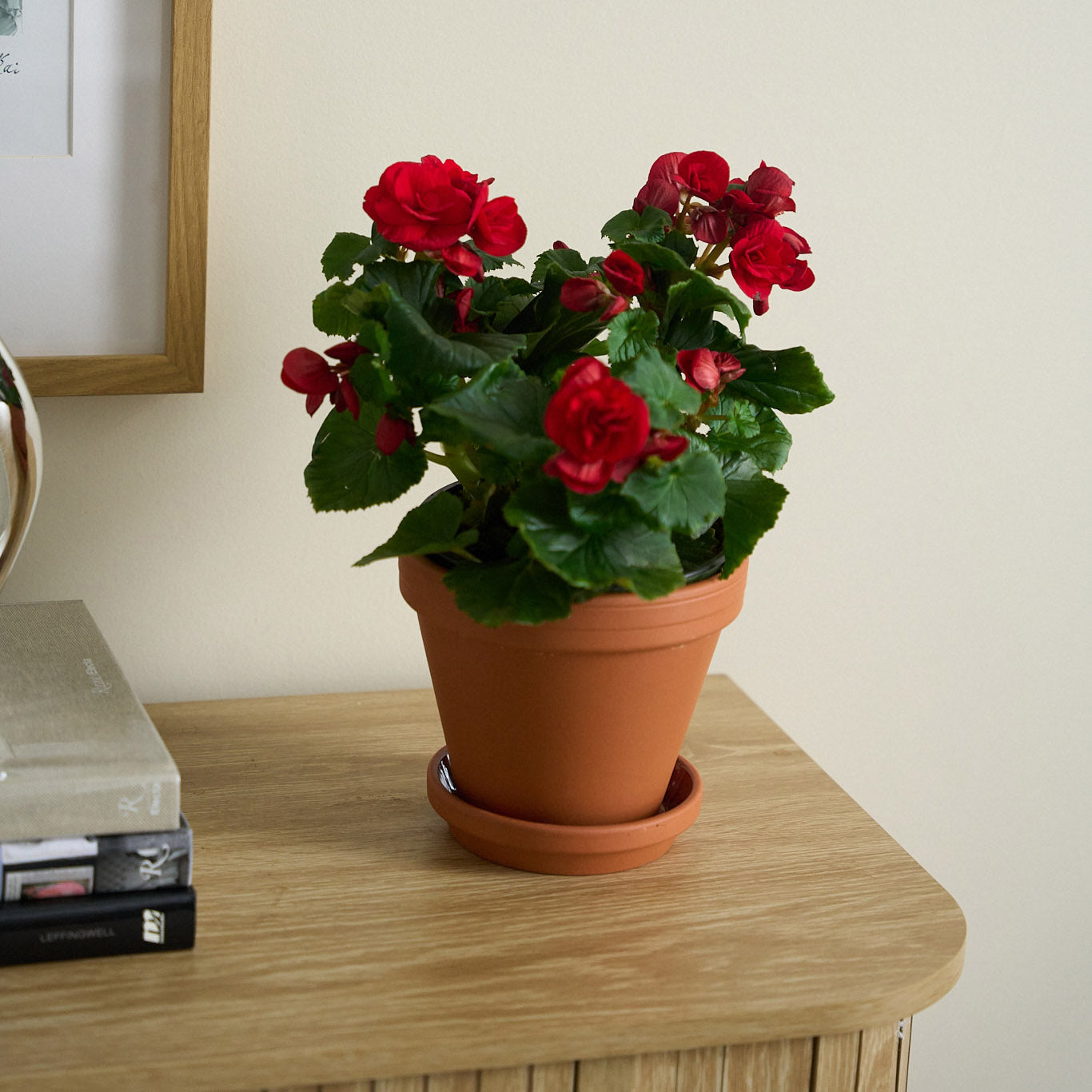 Petite Red Begonia