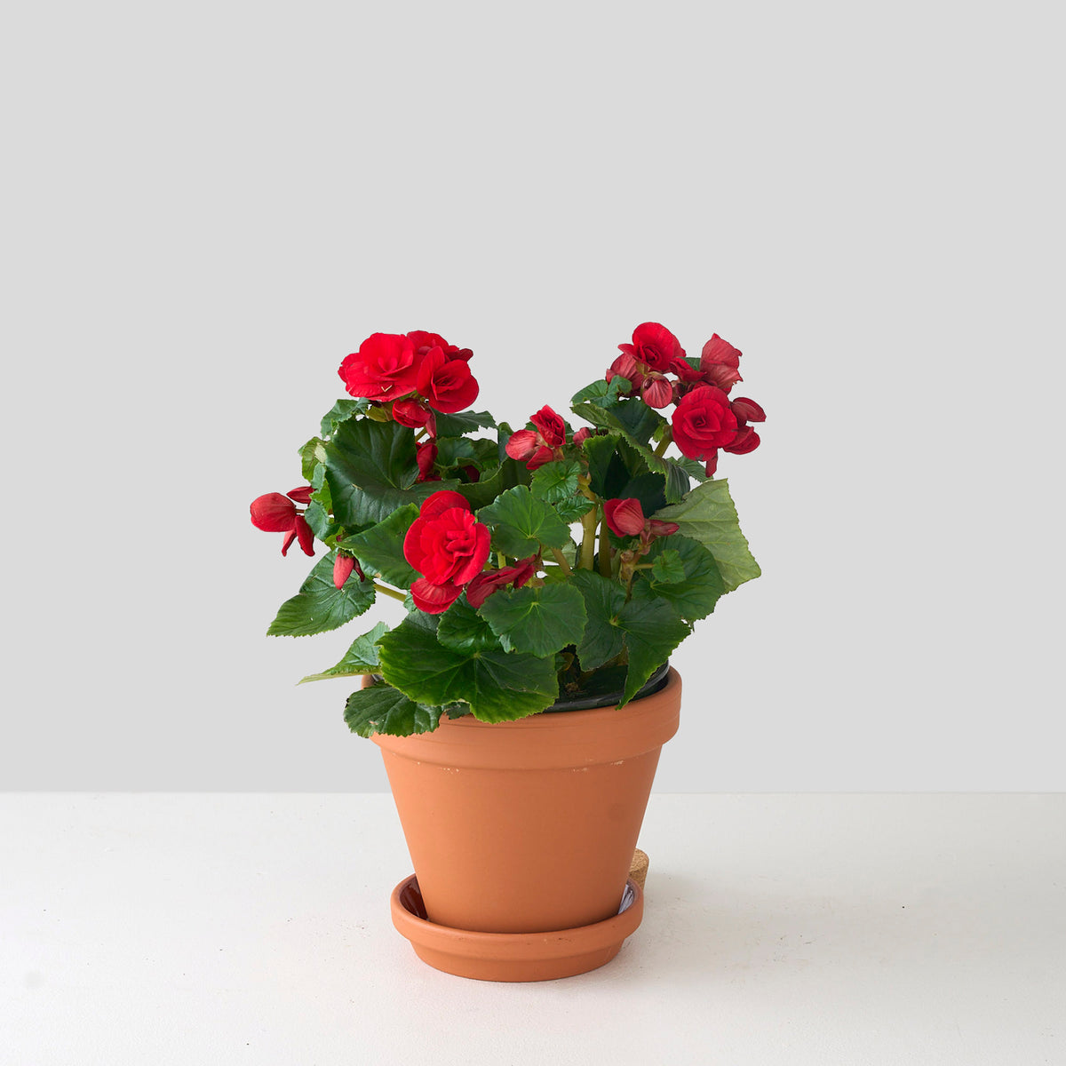 Petite Red Begonia