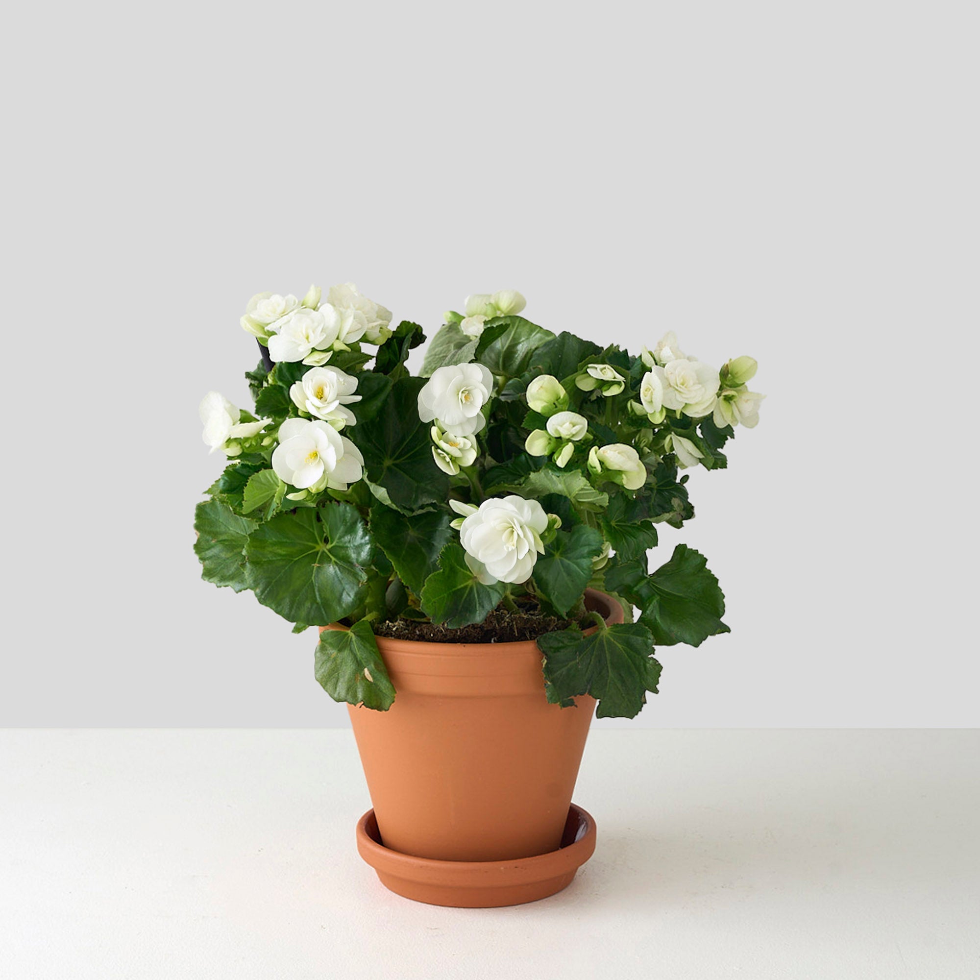 Petite White Begonia