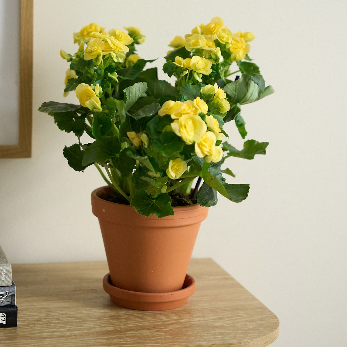 Petite Yellow Begonia