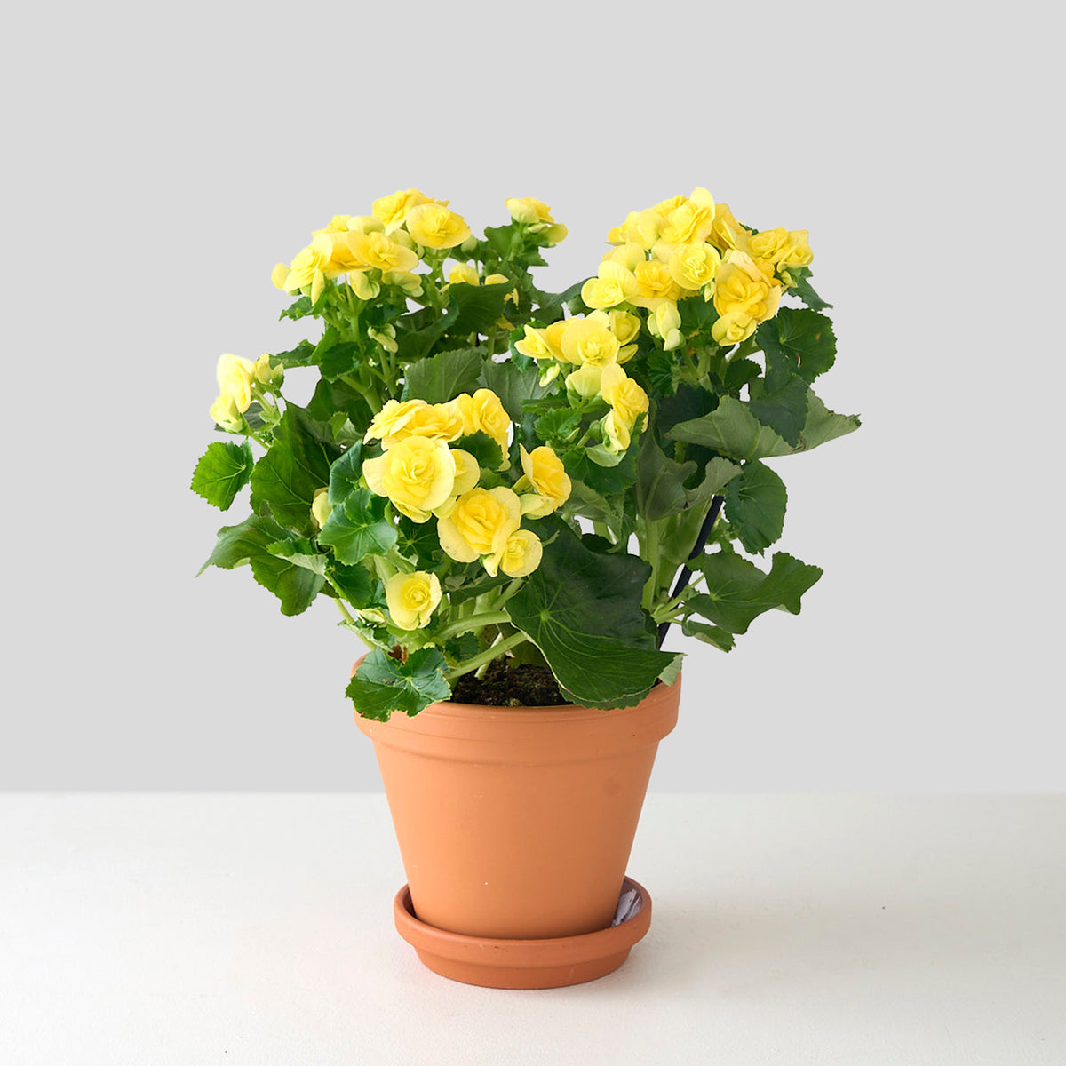 Petite Yellow Begonia