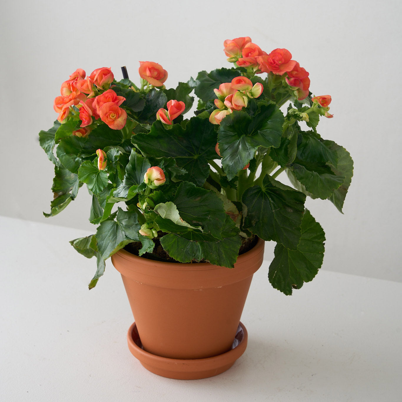 Petite Orange Begonia