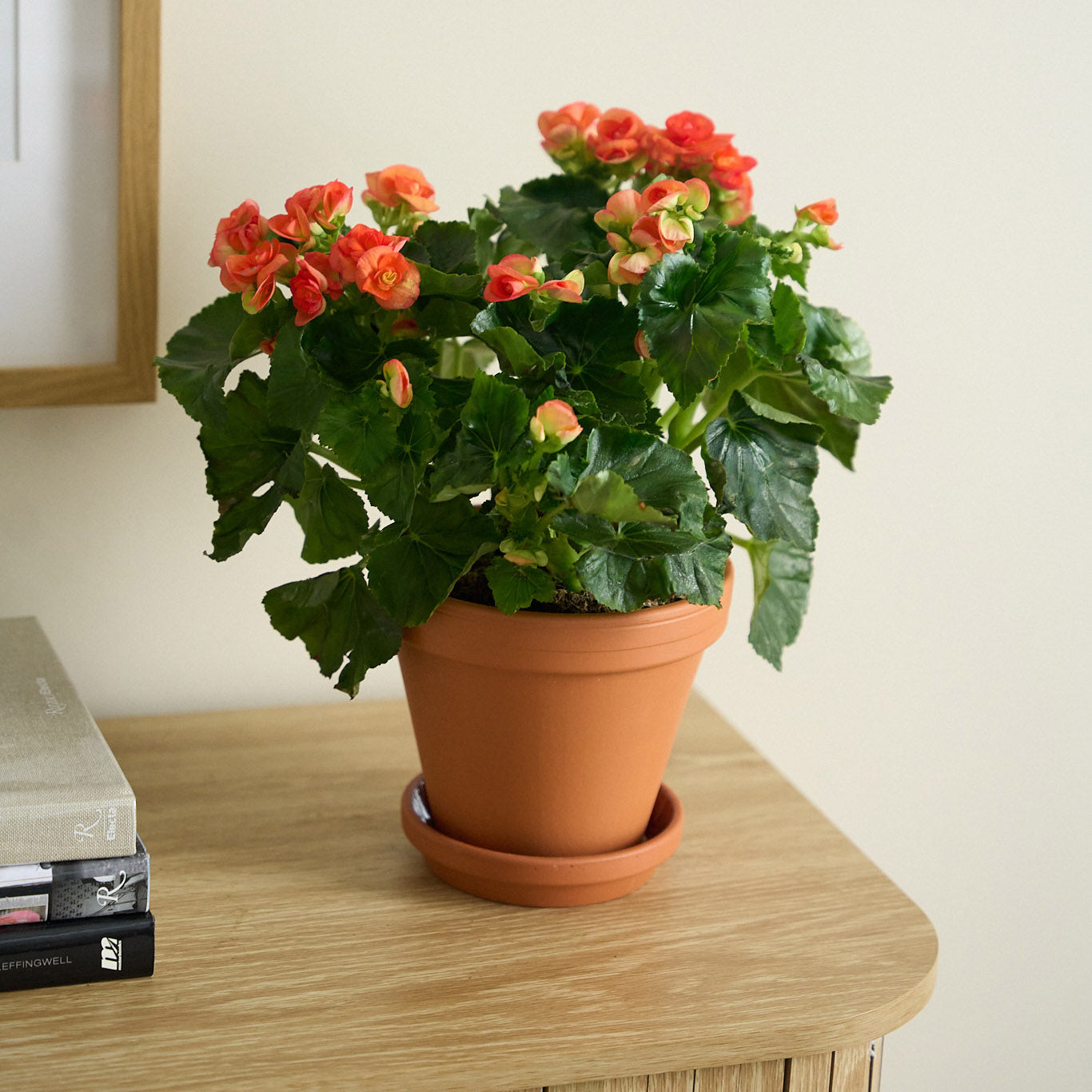 Petite Orange Begonia