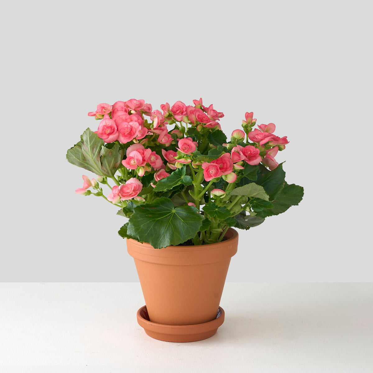 Petite Pink Begonia