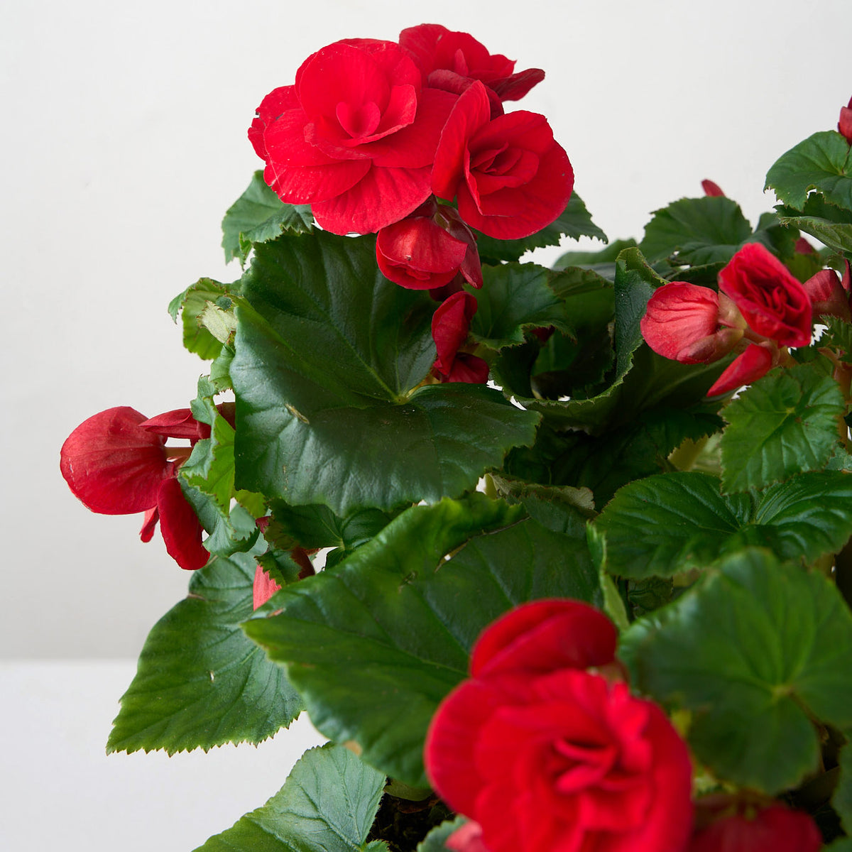 Petite Red Begonia