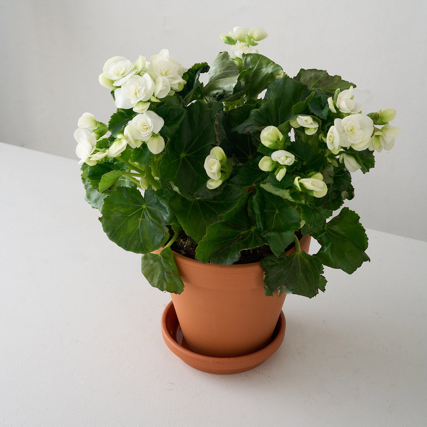 Petite White Begonia