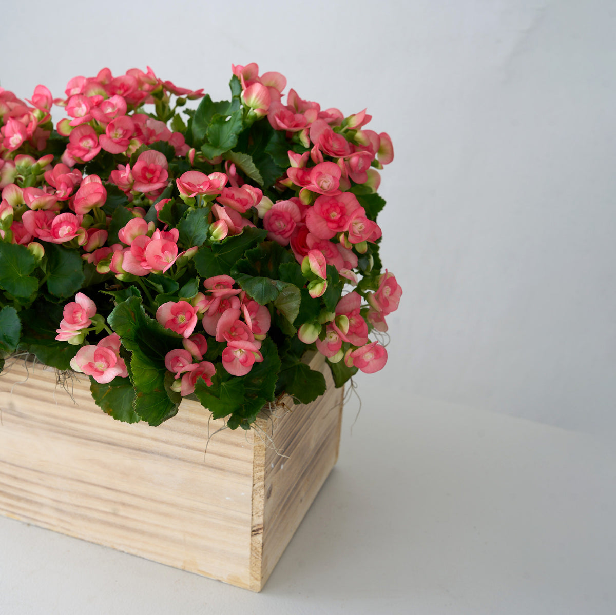 Bégonia rose dans une boîte en bois