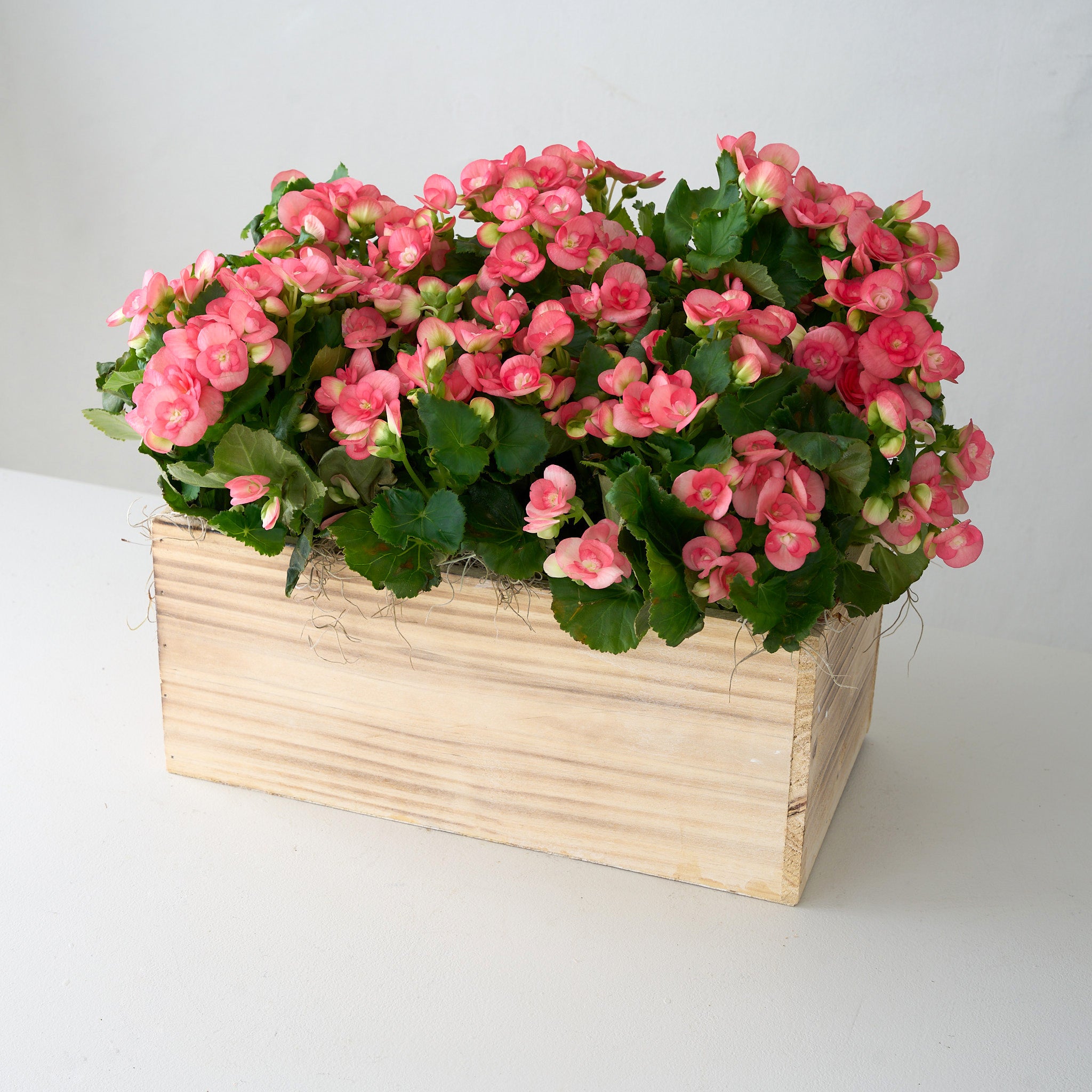 Bégonia rose dans une boîte en bois