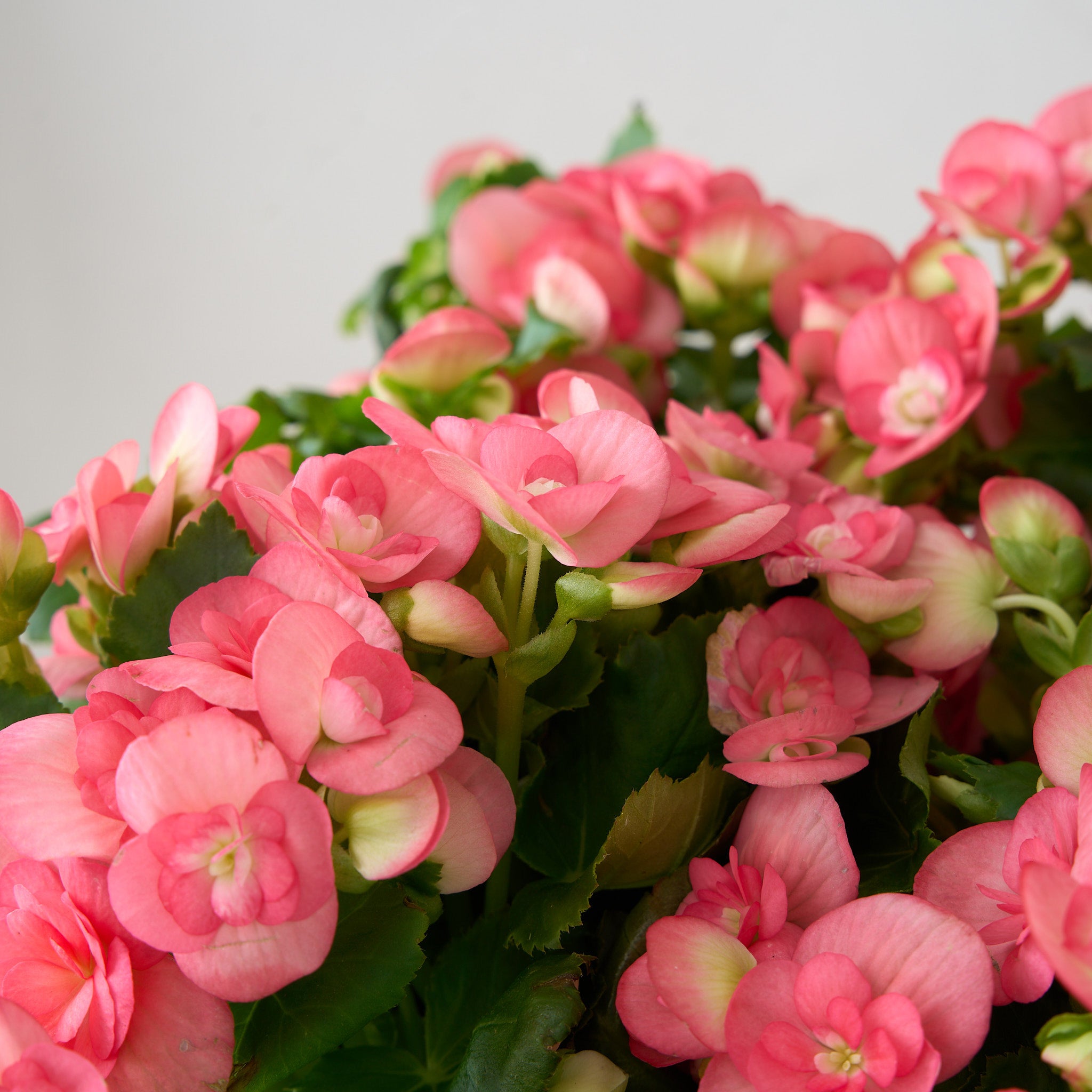 Bégonia rose dans une boîte en bois