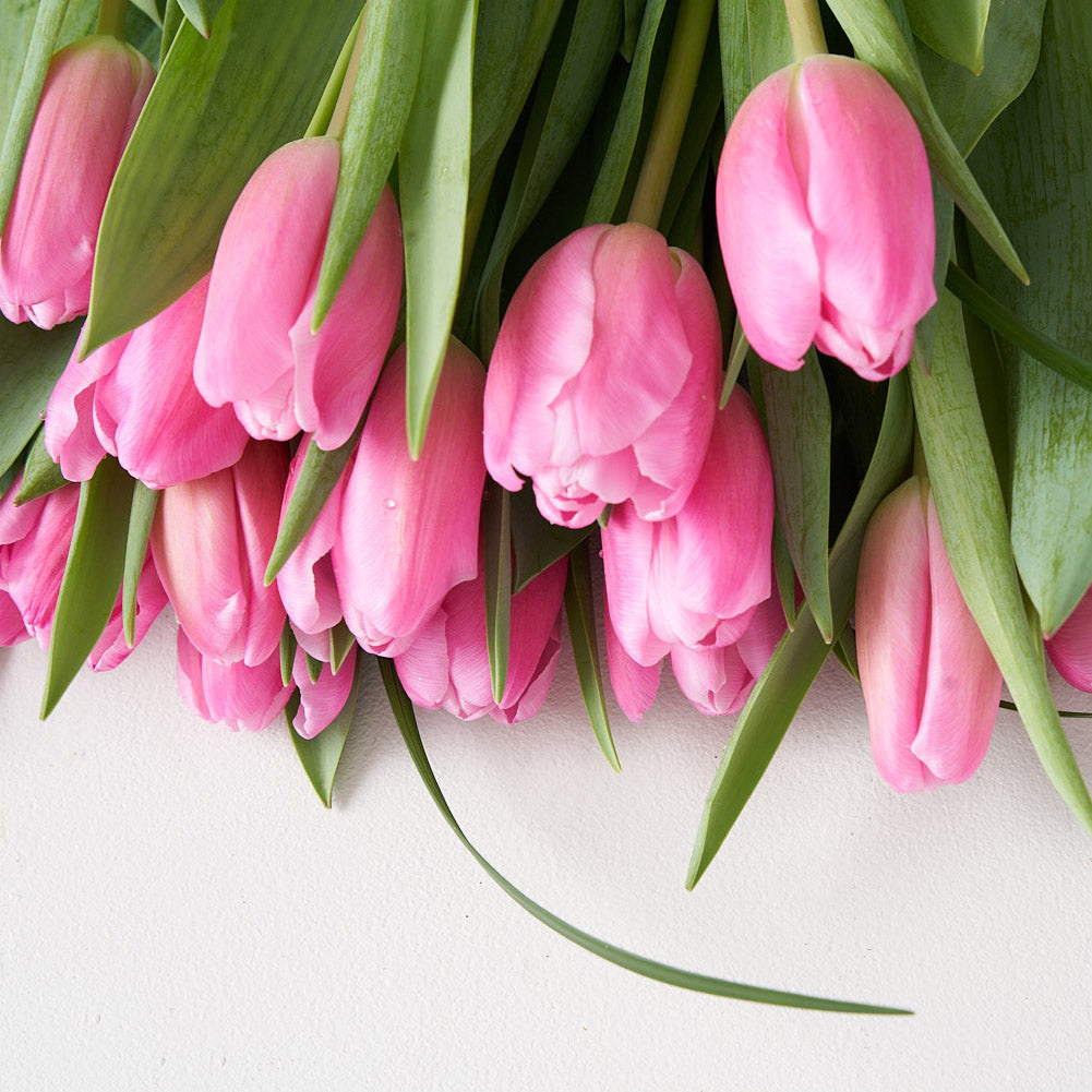 pink tulips bouquet bloom set on a white table