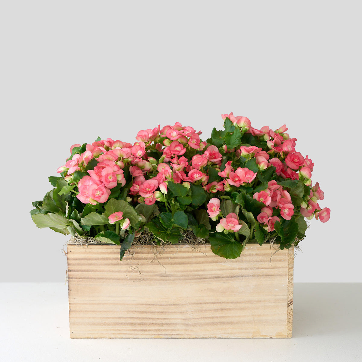 Bégonia rose dans une boîte en bois