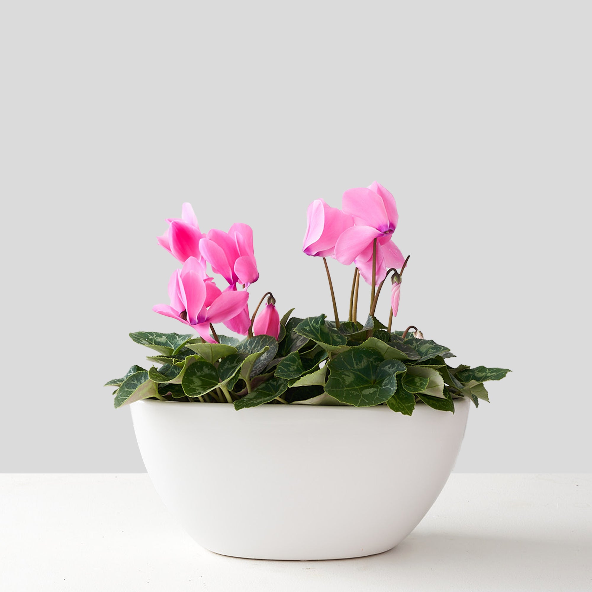 Waterloo (cyclamen blanc double)