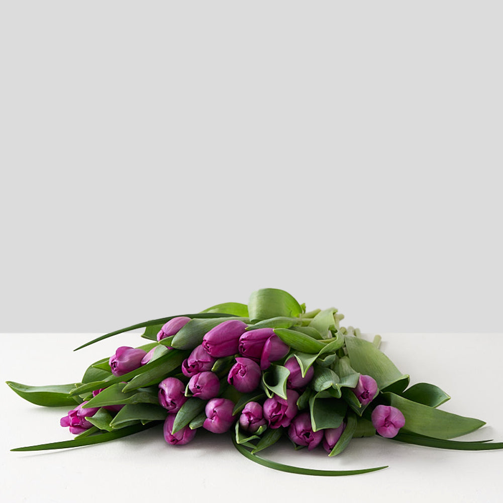 Collection of purple tulips set upon a white table