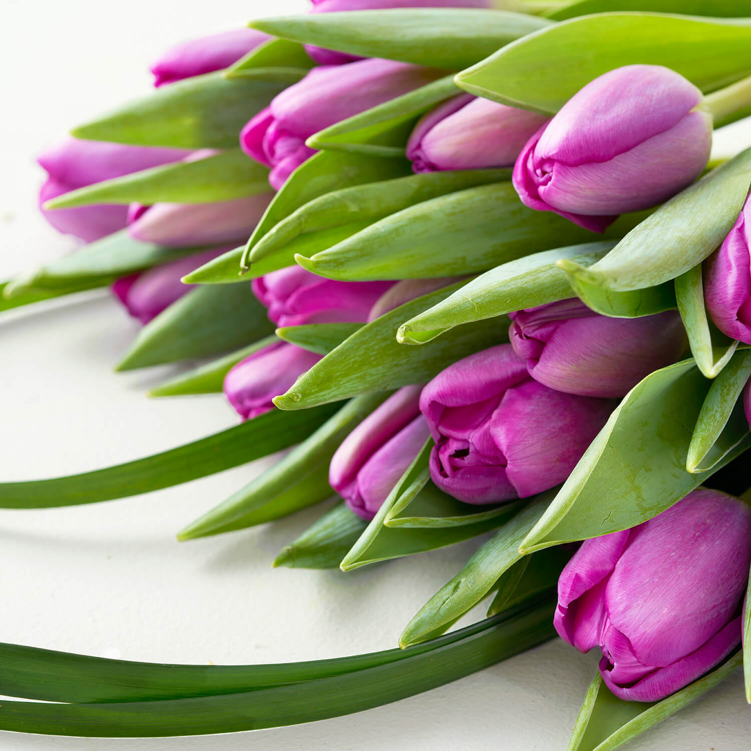 up close photo of purple tulip blooms laying flat on a white surface