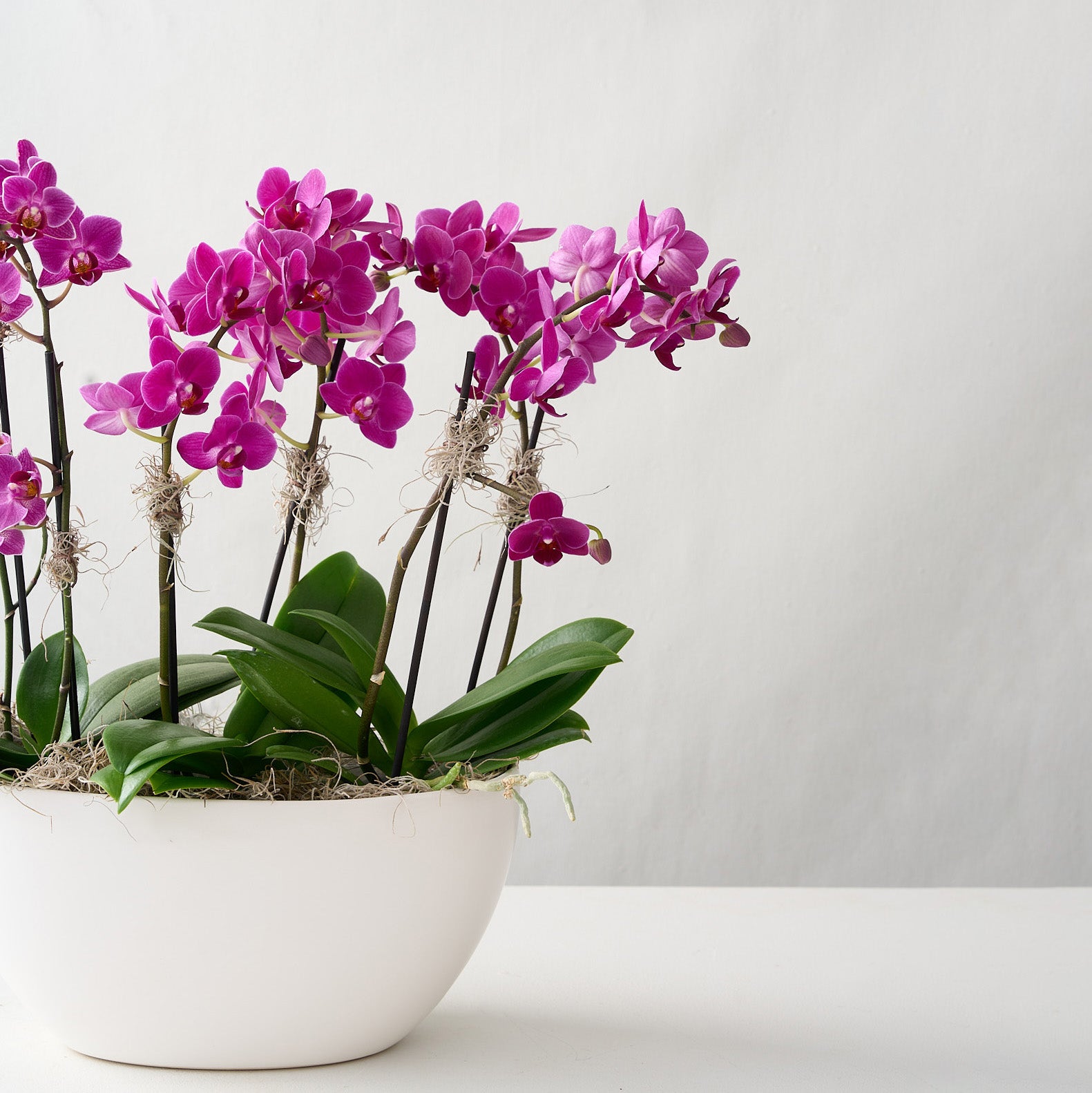 Pink mini orchids in a white ceramic vase