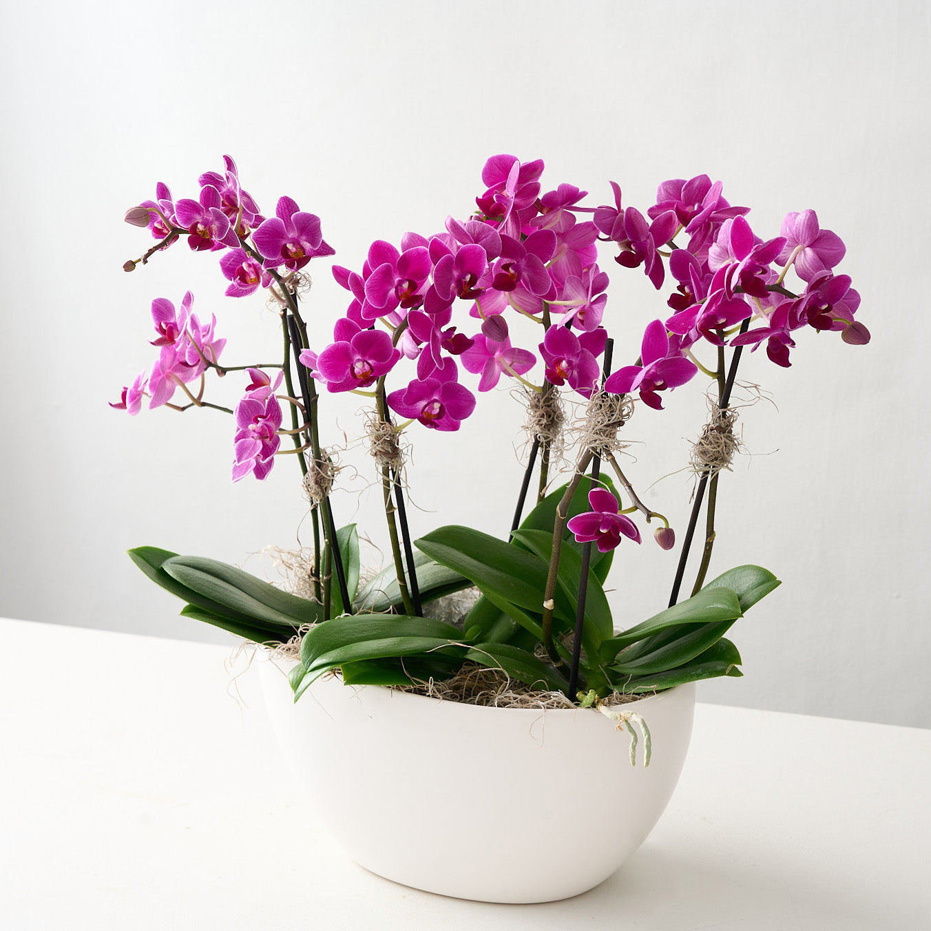 View of the pink mini orchids with a white ceramic vase