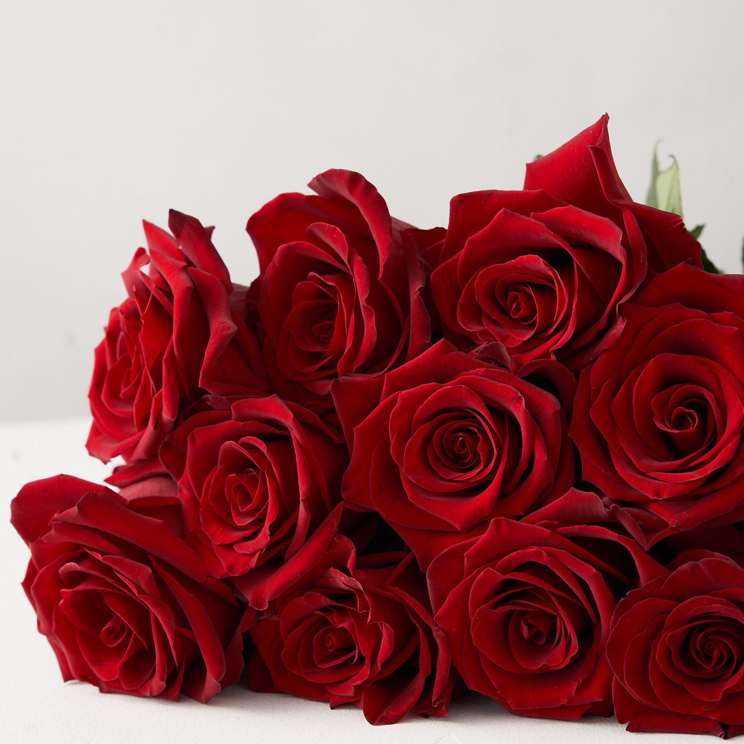 Close up of a dozen red roses