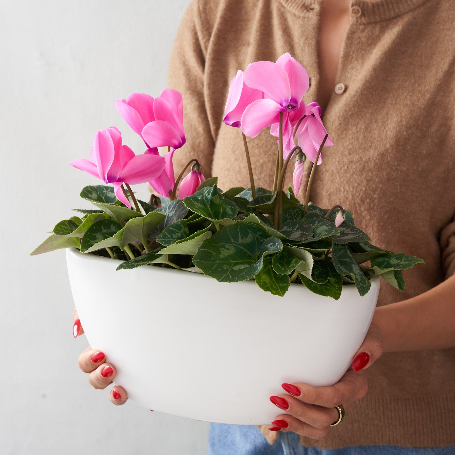 Waterloo (cyclamen blanc double)