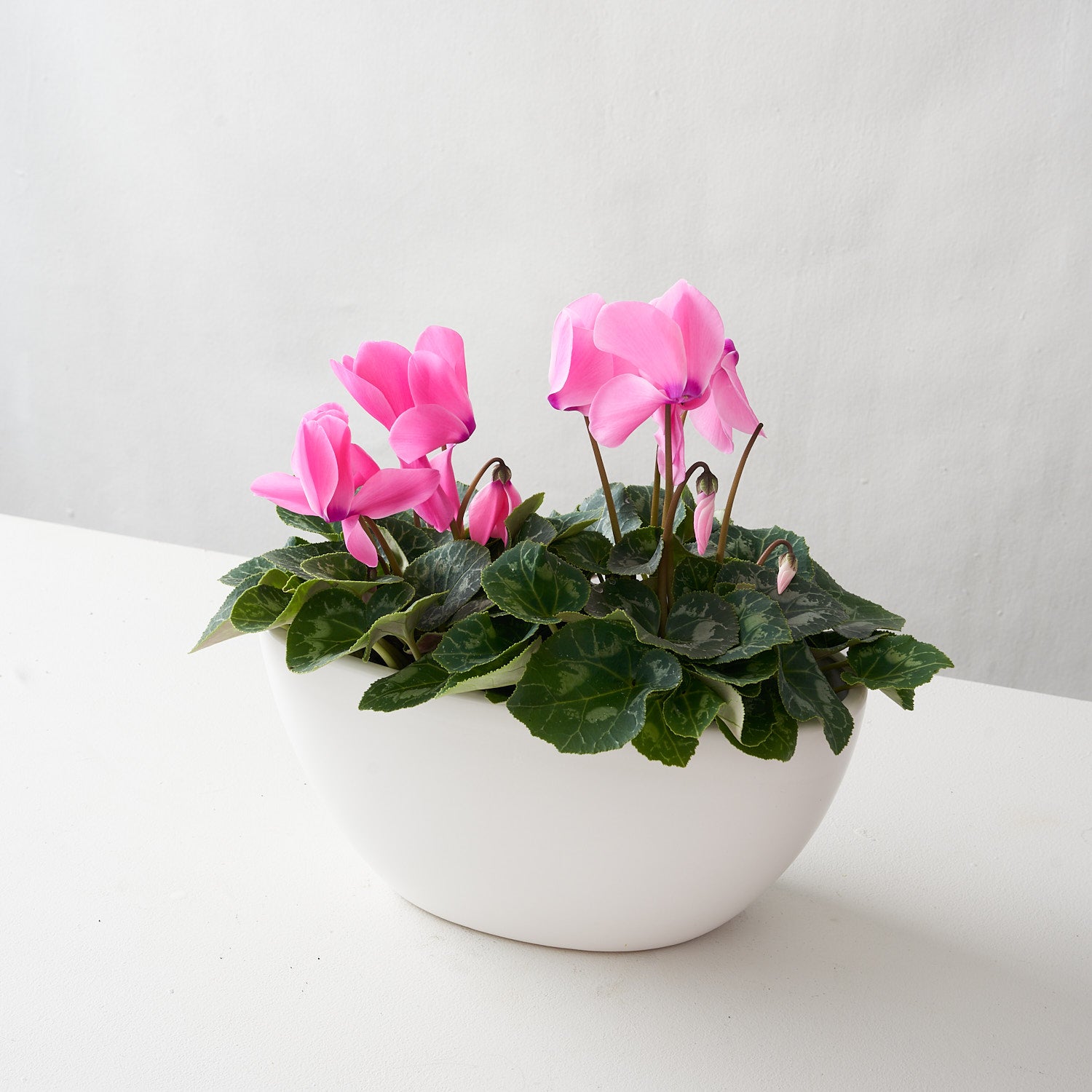 Waterloo (cyclamen blanc double)