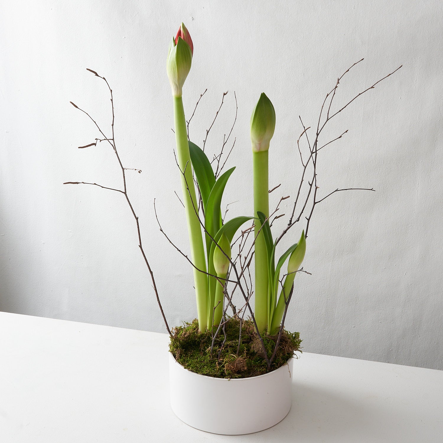 Two Red Amaryllis Bulbs in White Ceramic