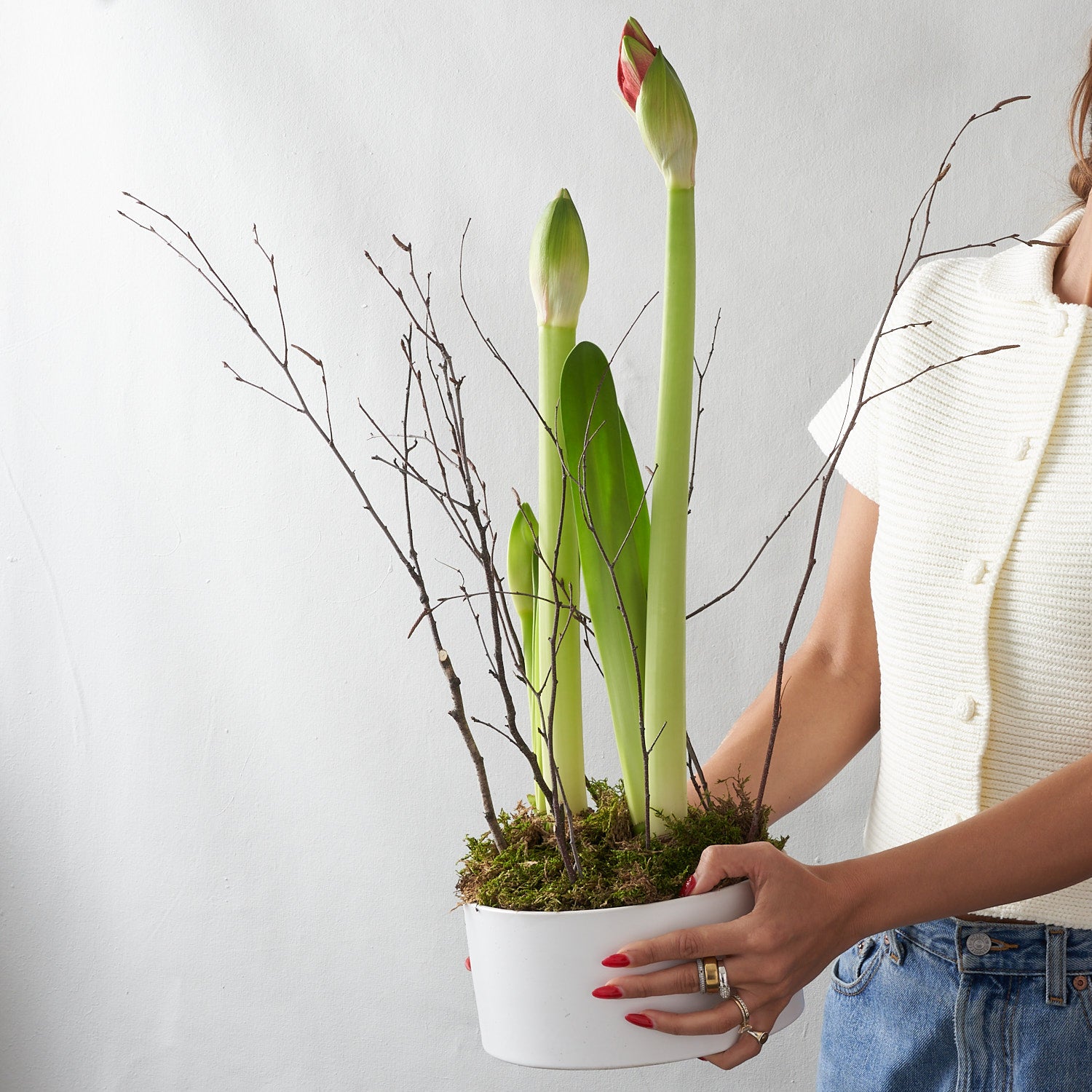 Two Red Amaryllis Bulbs in White Ceramic