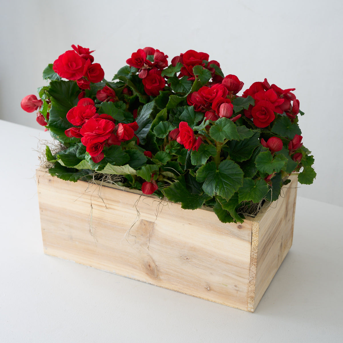 Bégonias blush dans une boîte en bois