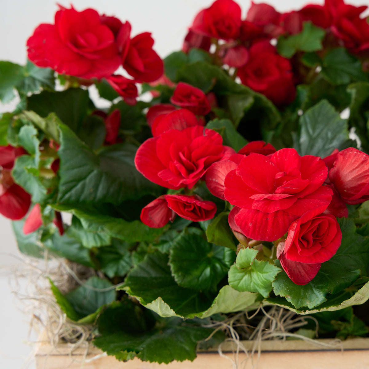 Bégonias blush dans une boîte en bois