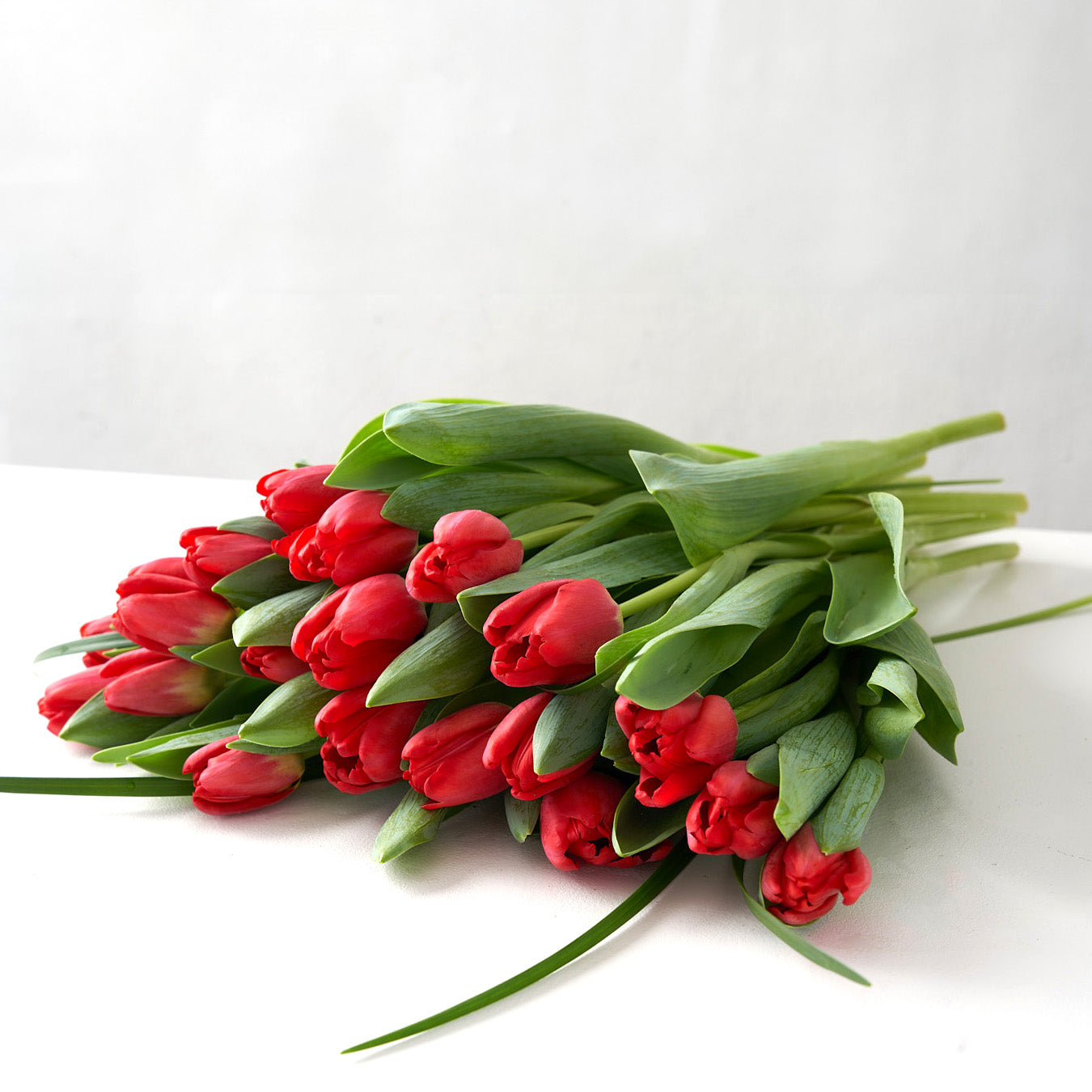 Two dozen red tulips placed on a white table