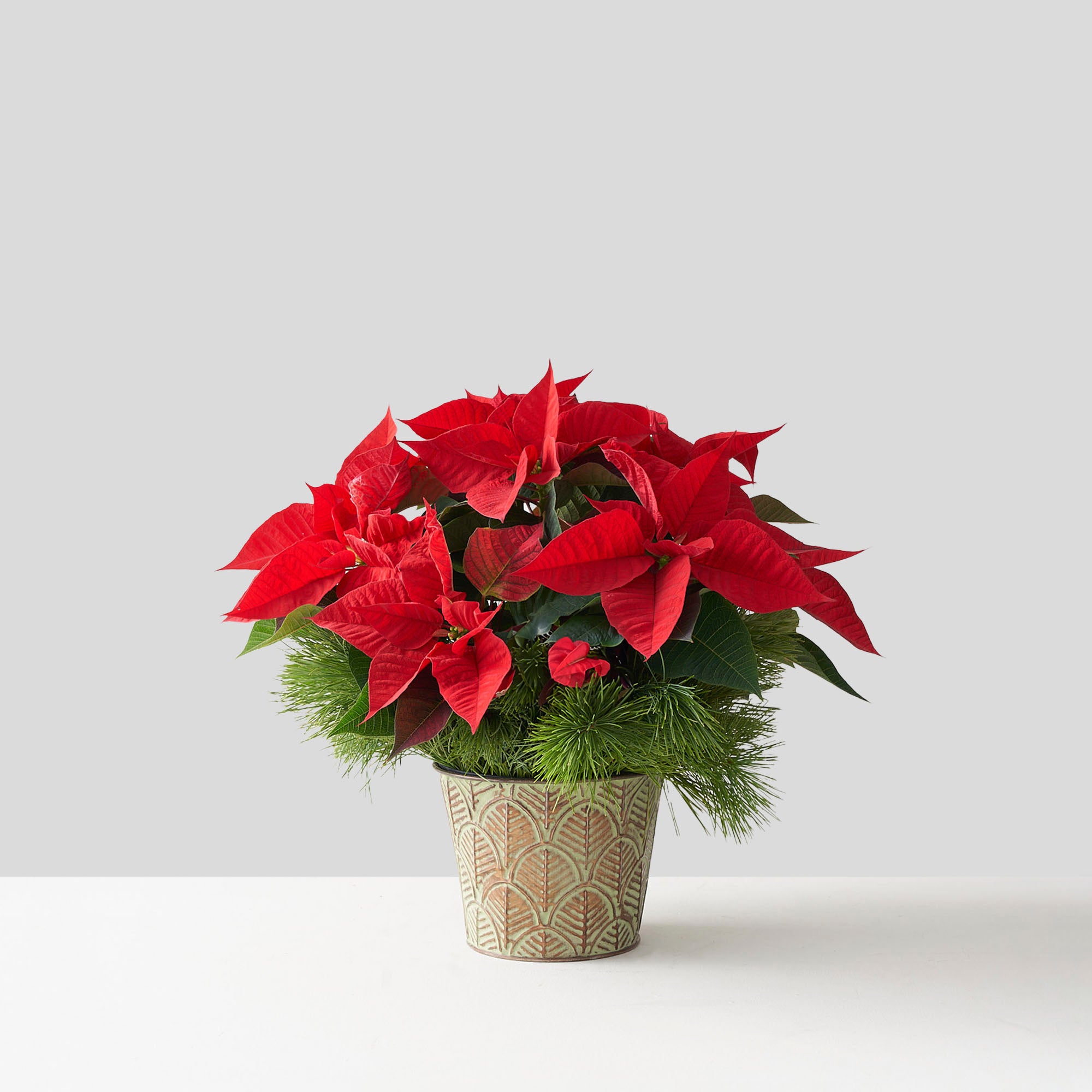 Red poinsettia in tin pot with pine boughs.