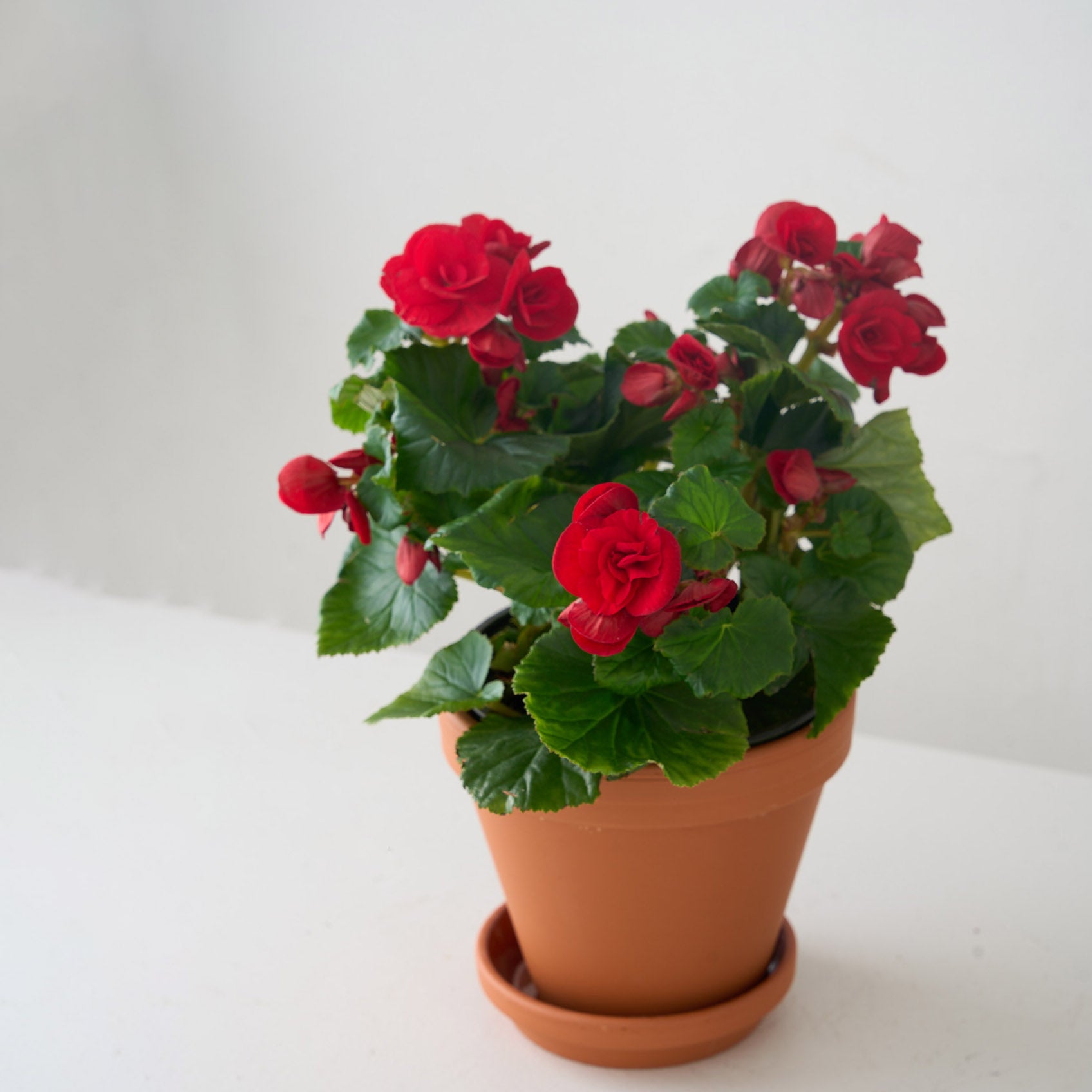 Petite Red Begonia