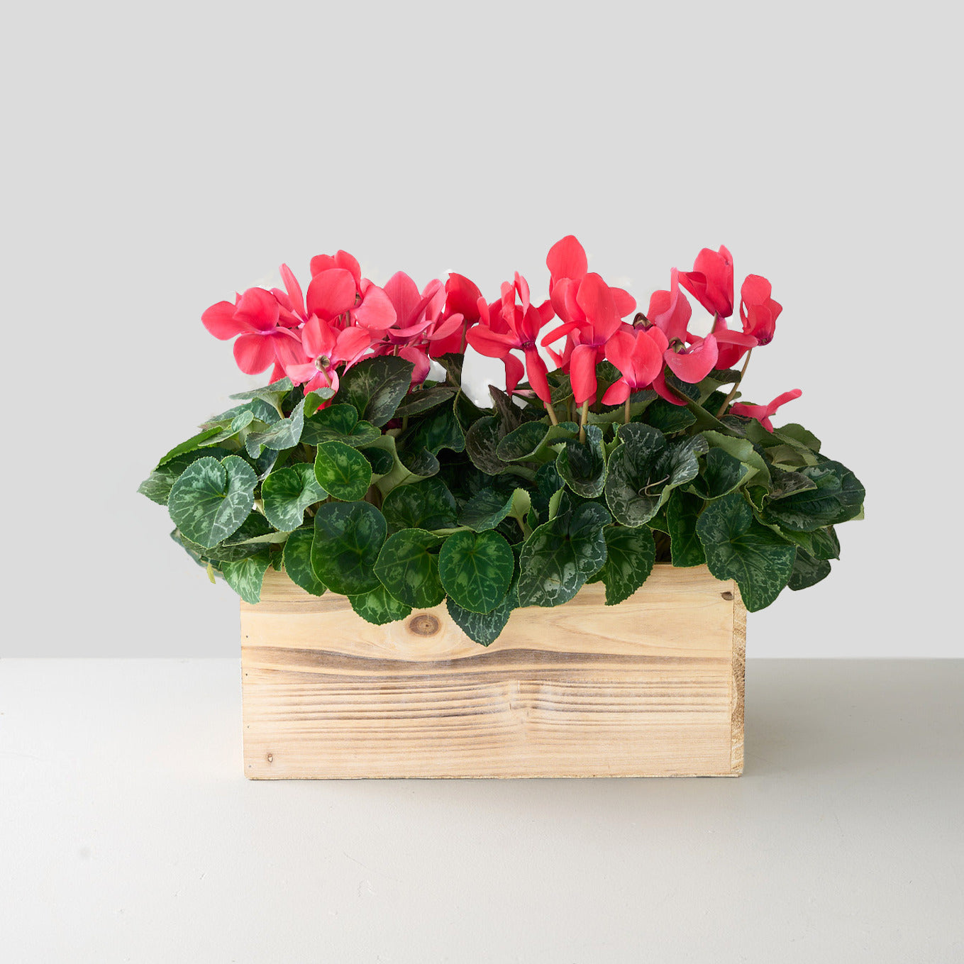 Boîte de cyclamens rouges