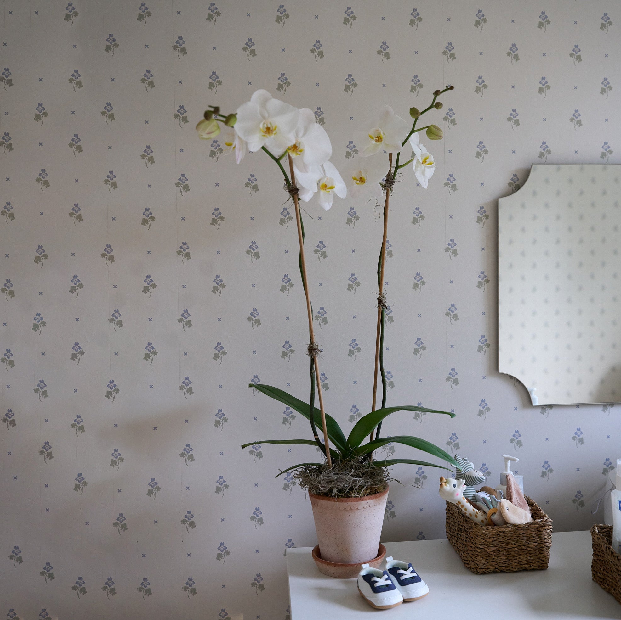 Bergs Orchid No.1