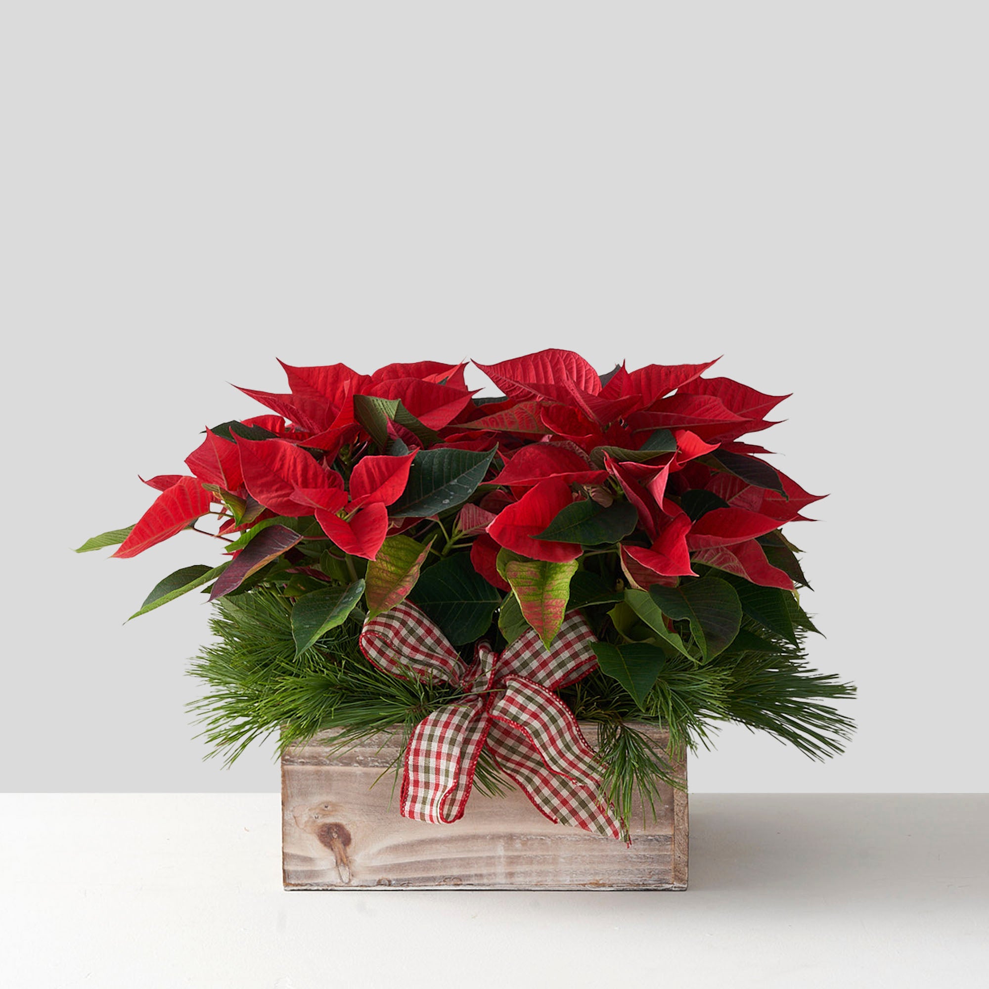 Red poinsettia bland in wooden box with pine boughs and red and green plaid ribbon.