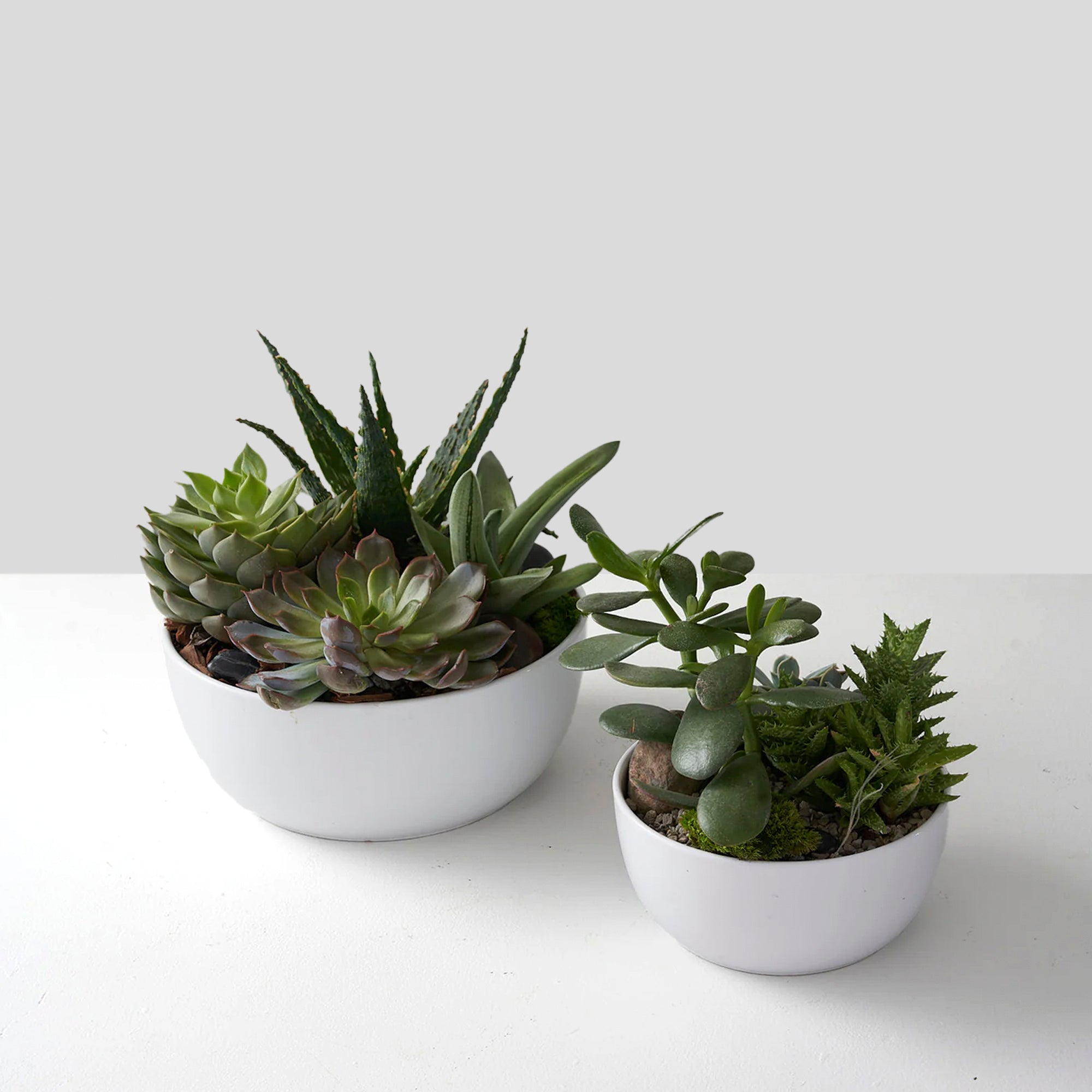 ***SPECIAL*** Succulent Garden