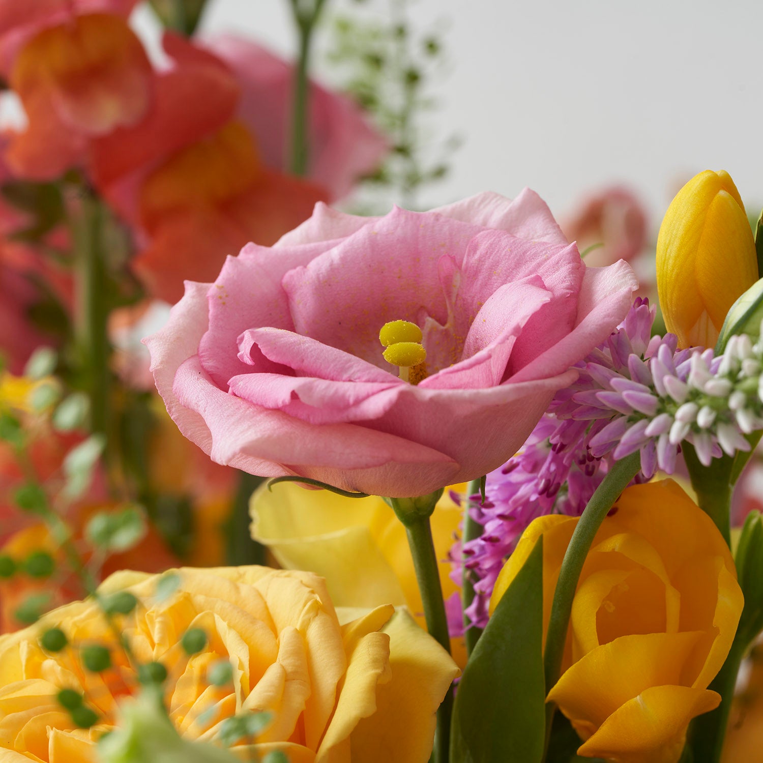 Close up of pink lisianthus with blurry yellow flowers in the background.