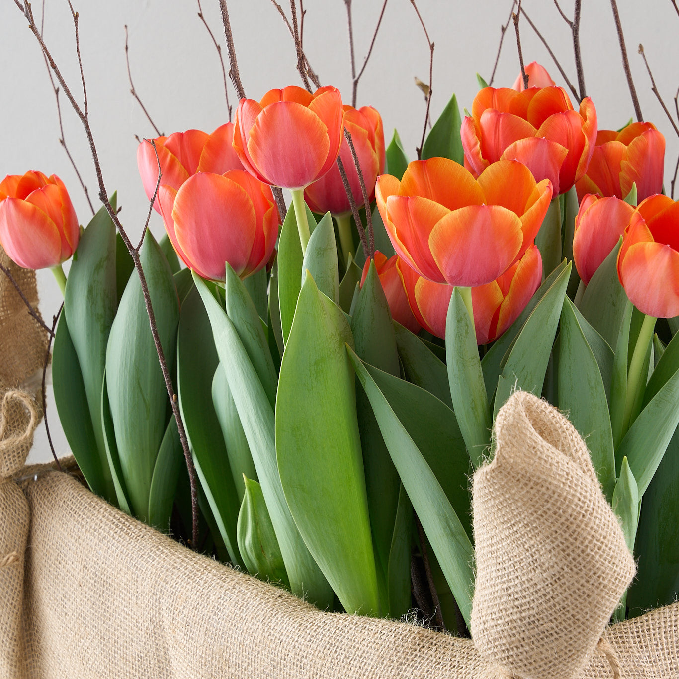 orange tulips close shot in a burlap crate  with birch twigs