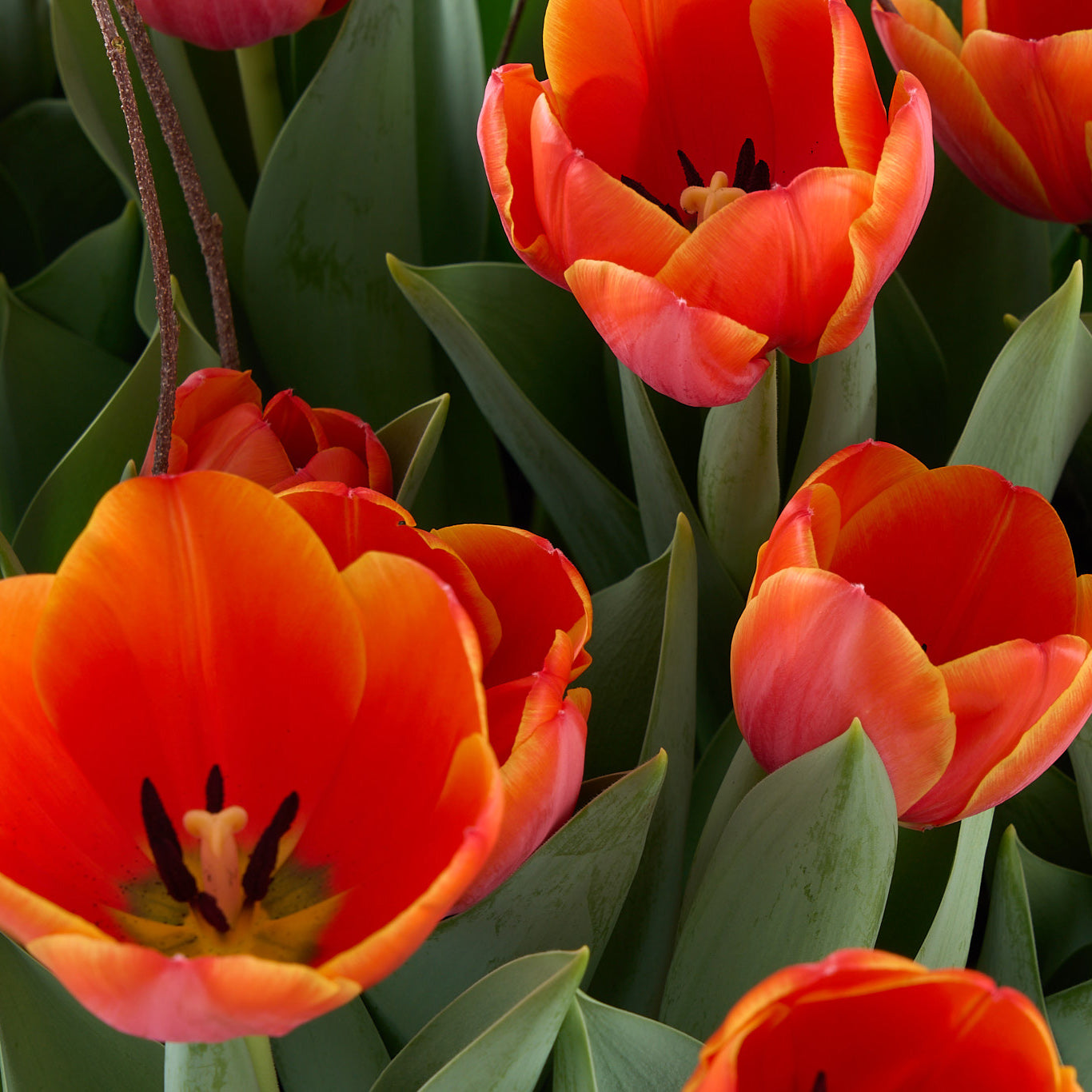 Orange Tulip Crate