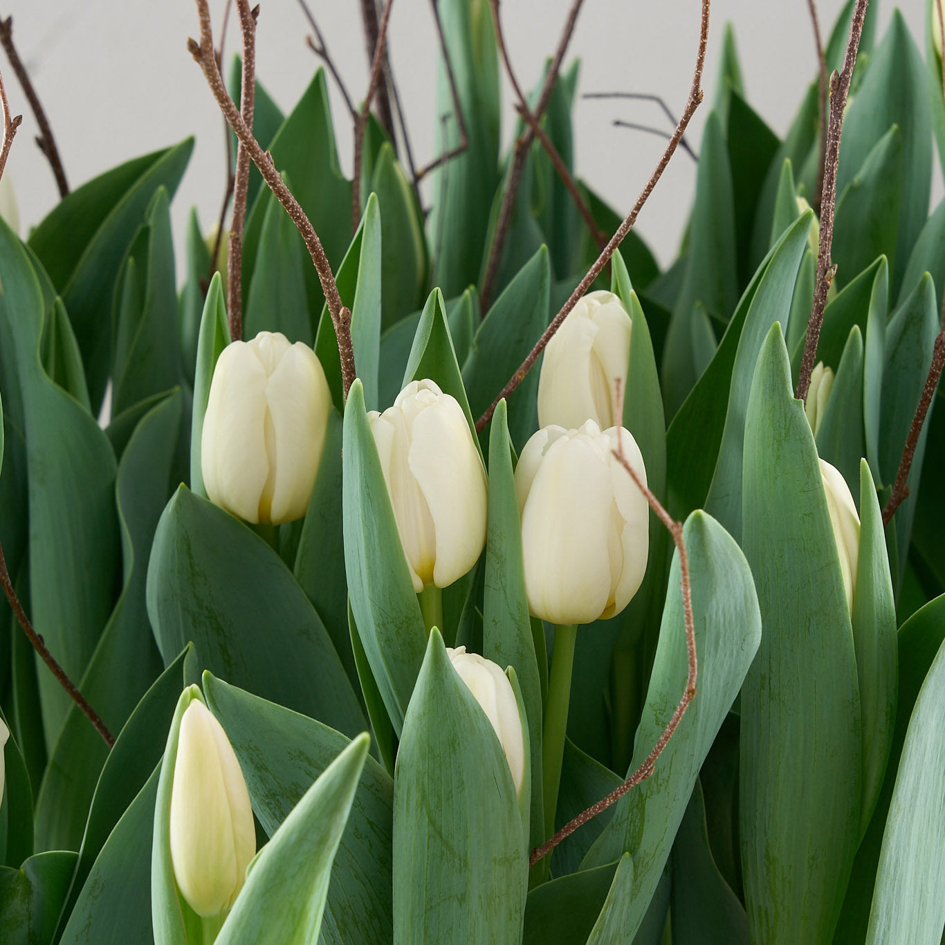 white tulips crate close up with birch branches