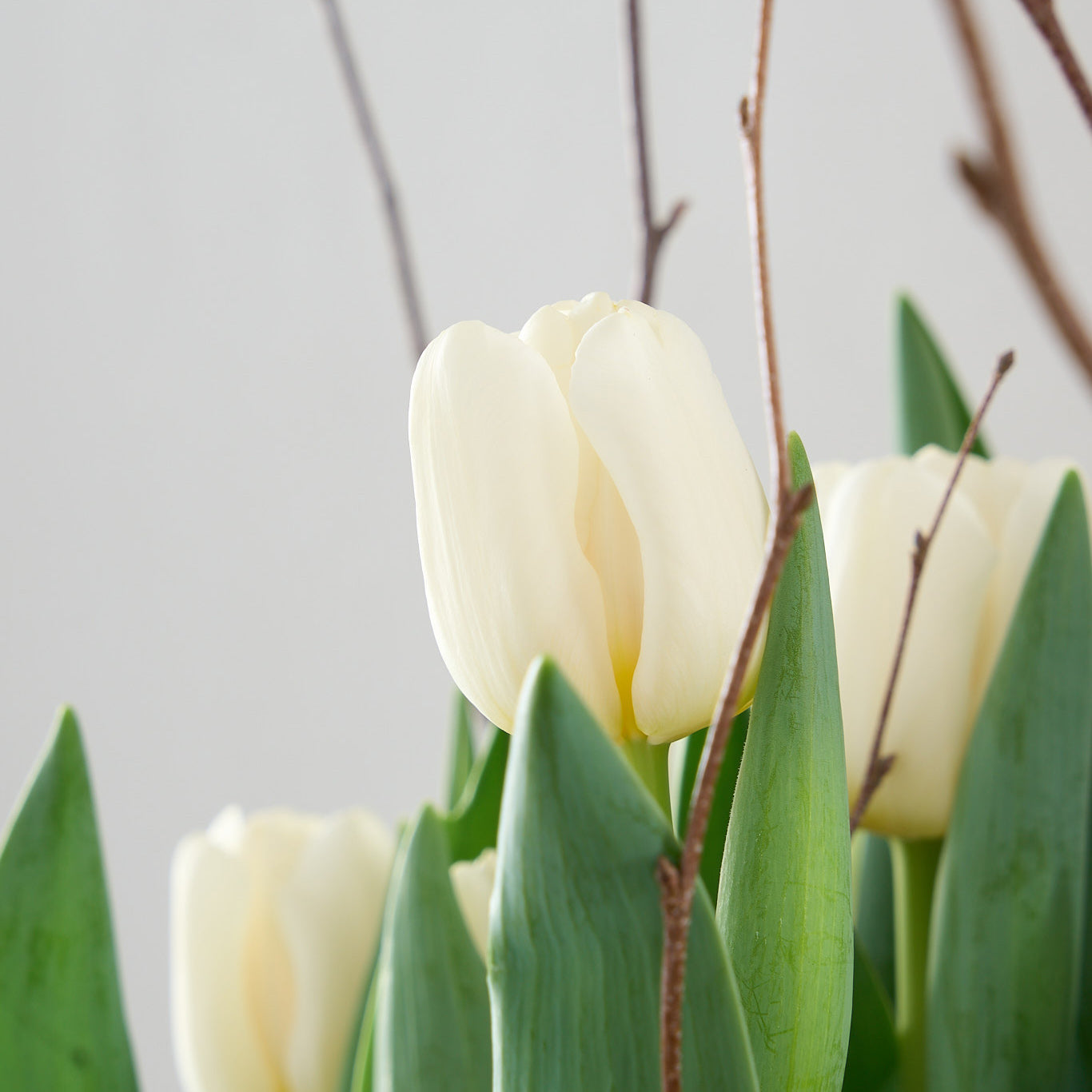 Caisse de tulipes blanches