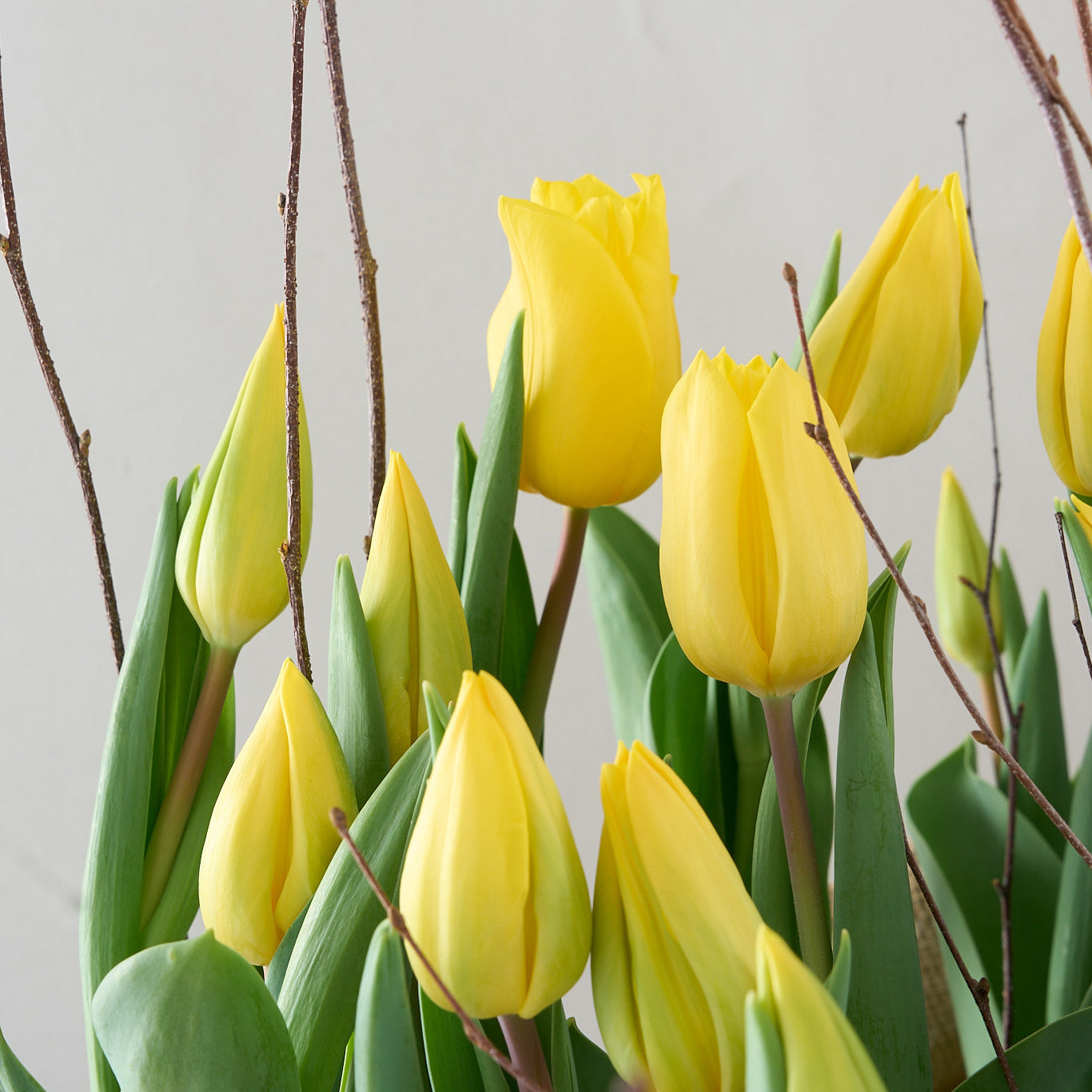 Caisse de tulipes jaunes