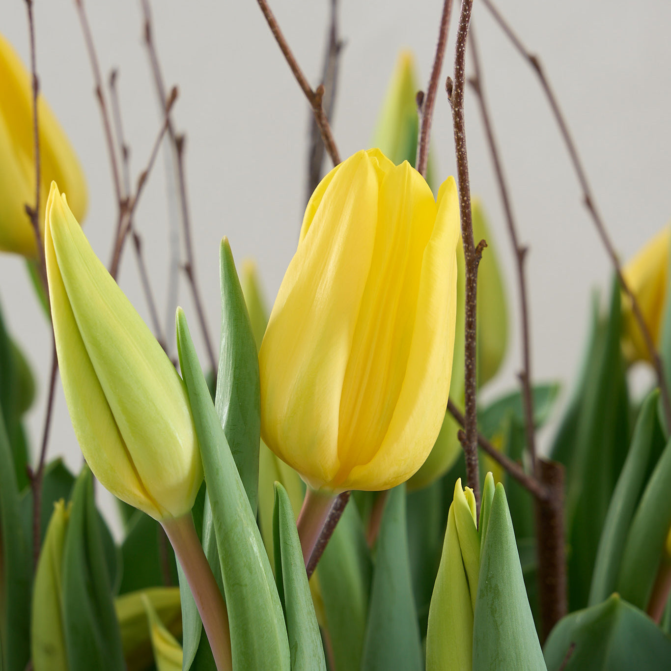 close of yellow tulips with birch twigs