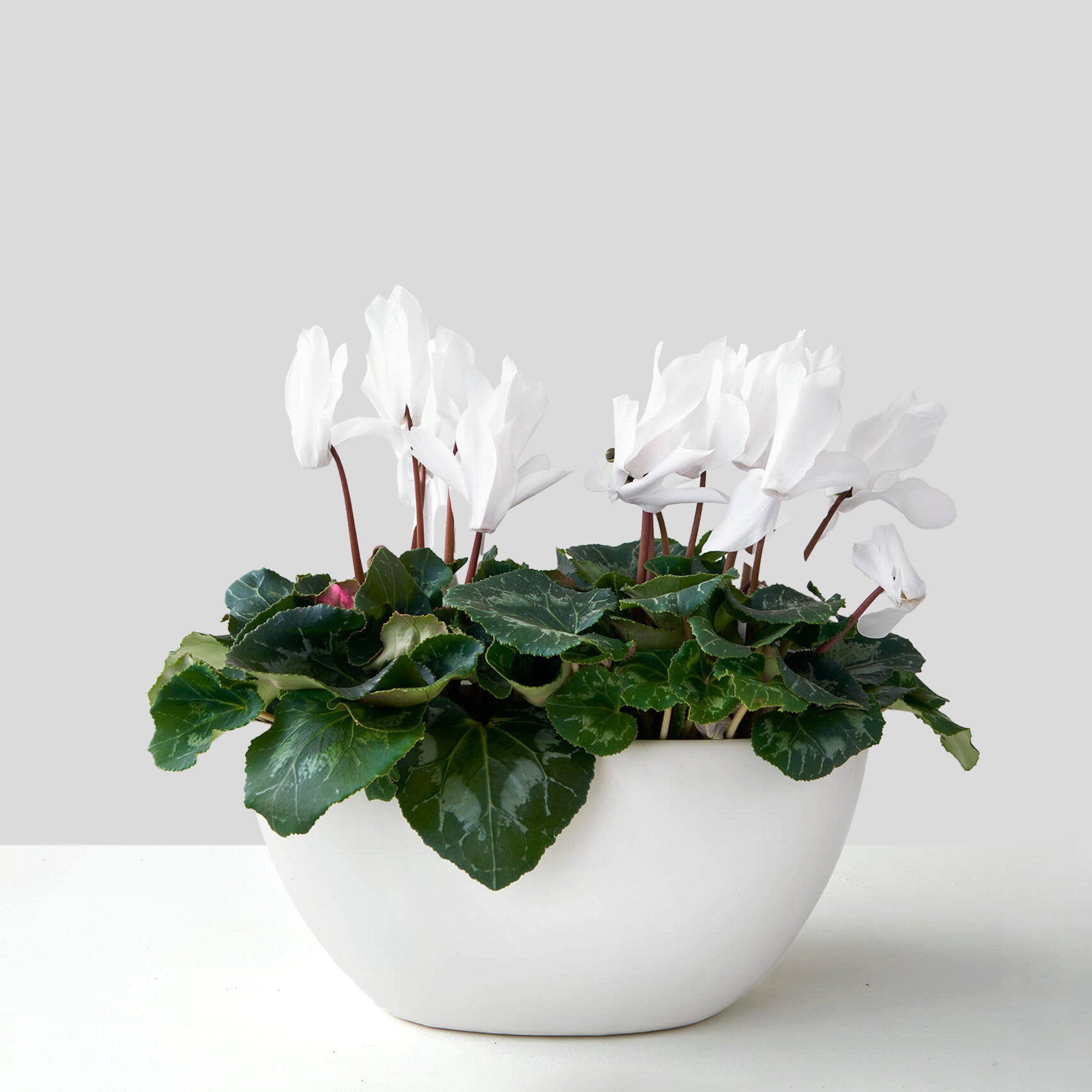 Waterloo (cyclamen blanc double)