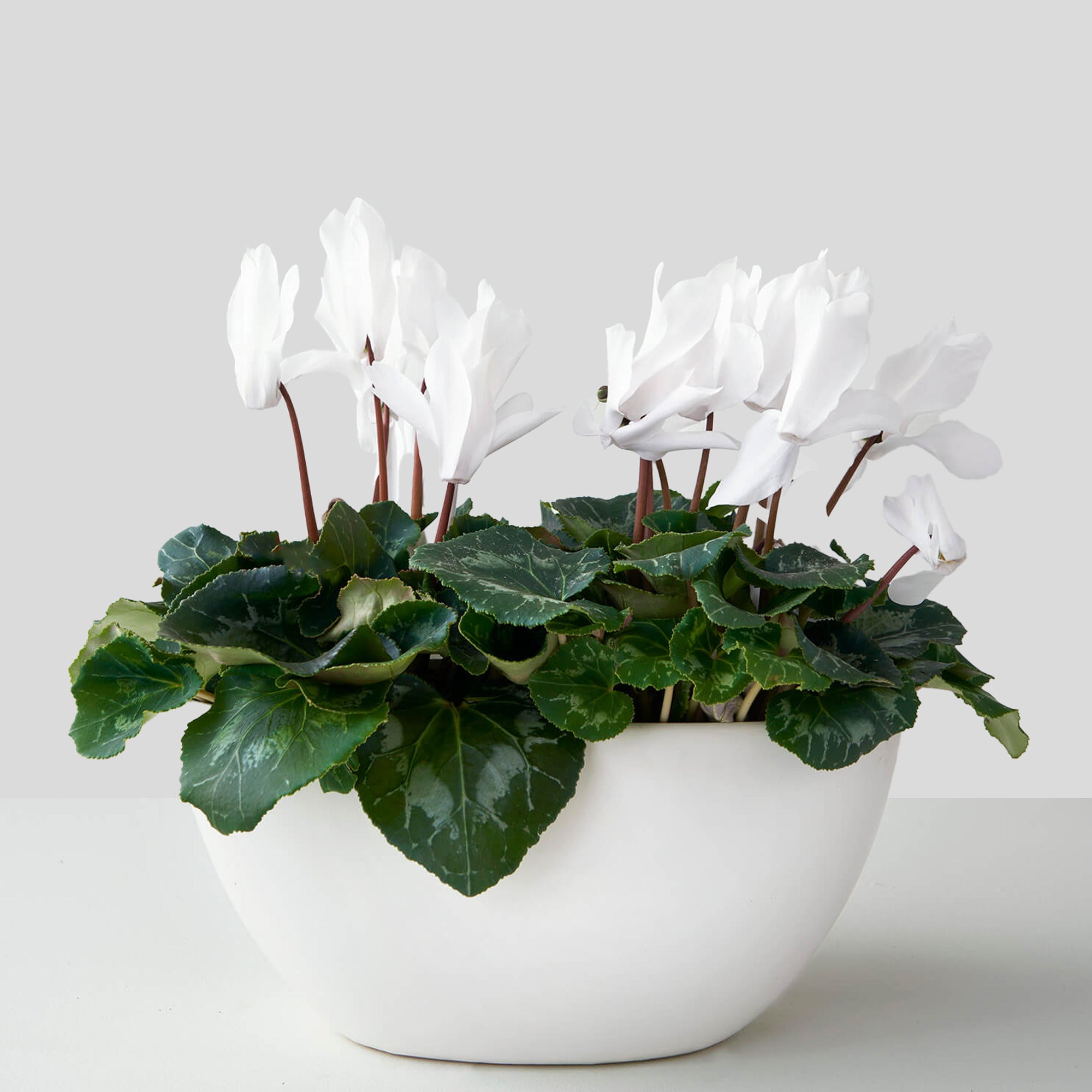 Waterloo (cyclamen blanc double)