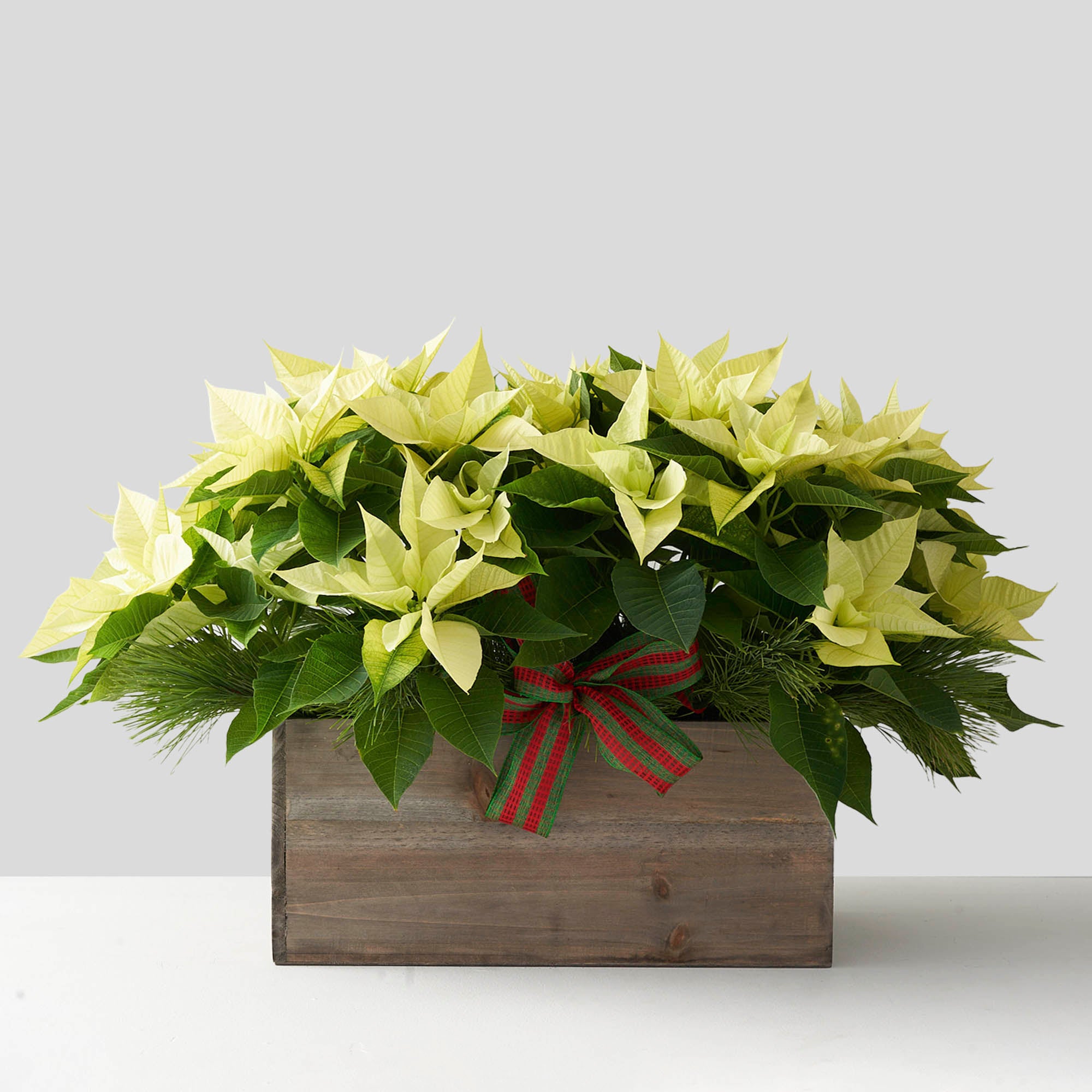 White poinsettia in wooden box with pine boughs and red and green ribbon.