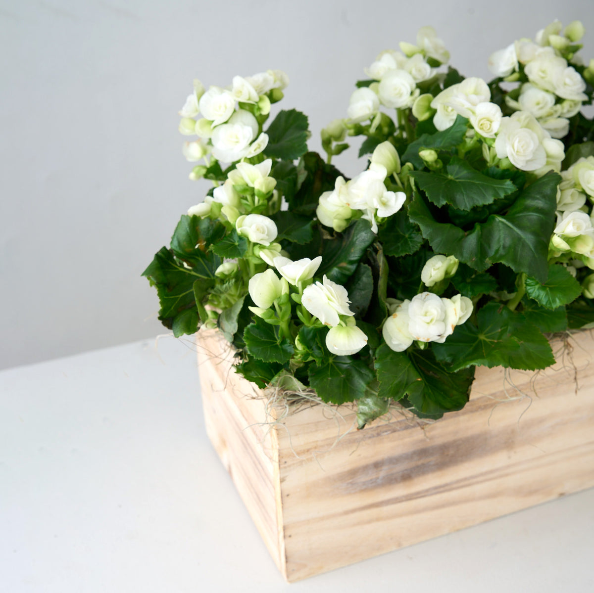 Bégonia blanc dans une boîte en bois